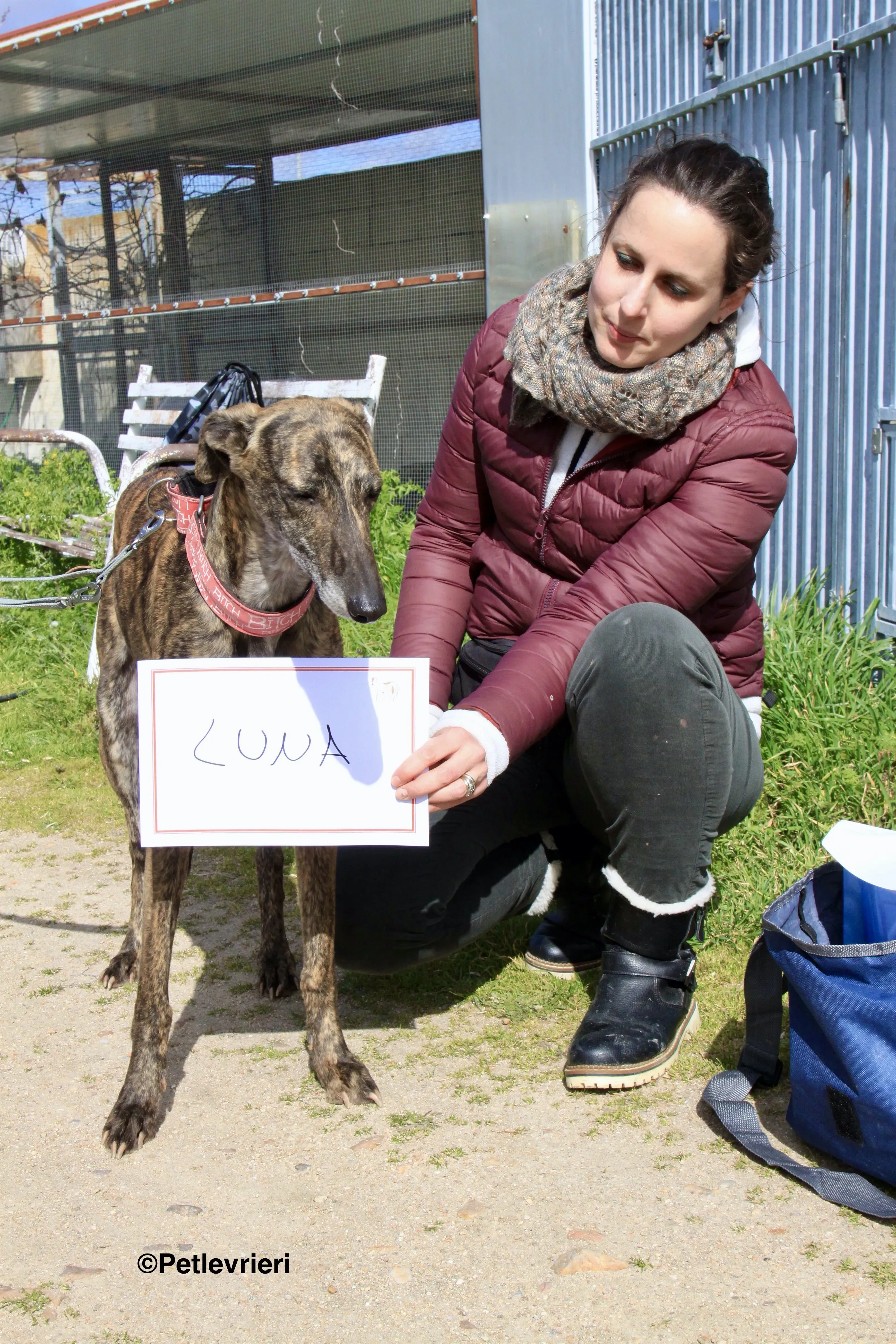 Luna adozione levrieri galgo 9 2 1