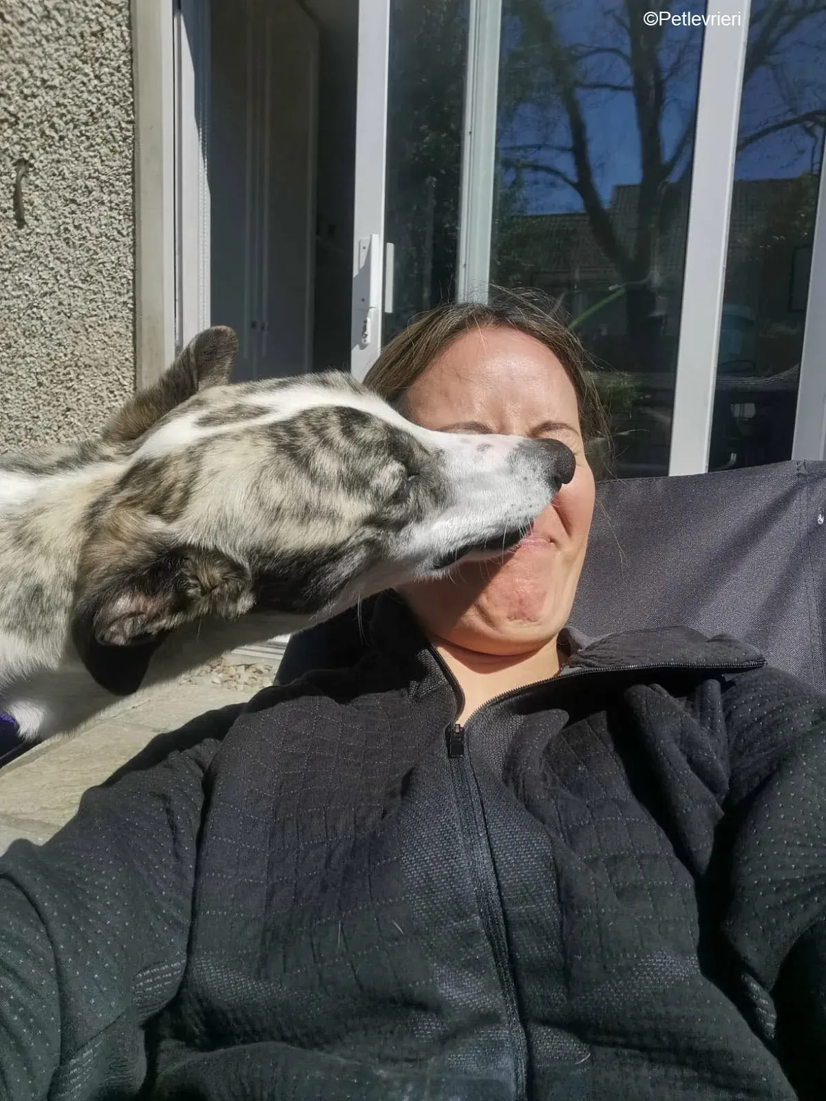 Luna adozione levrieri greyhound 1 1