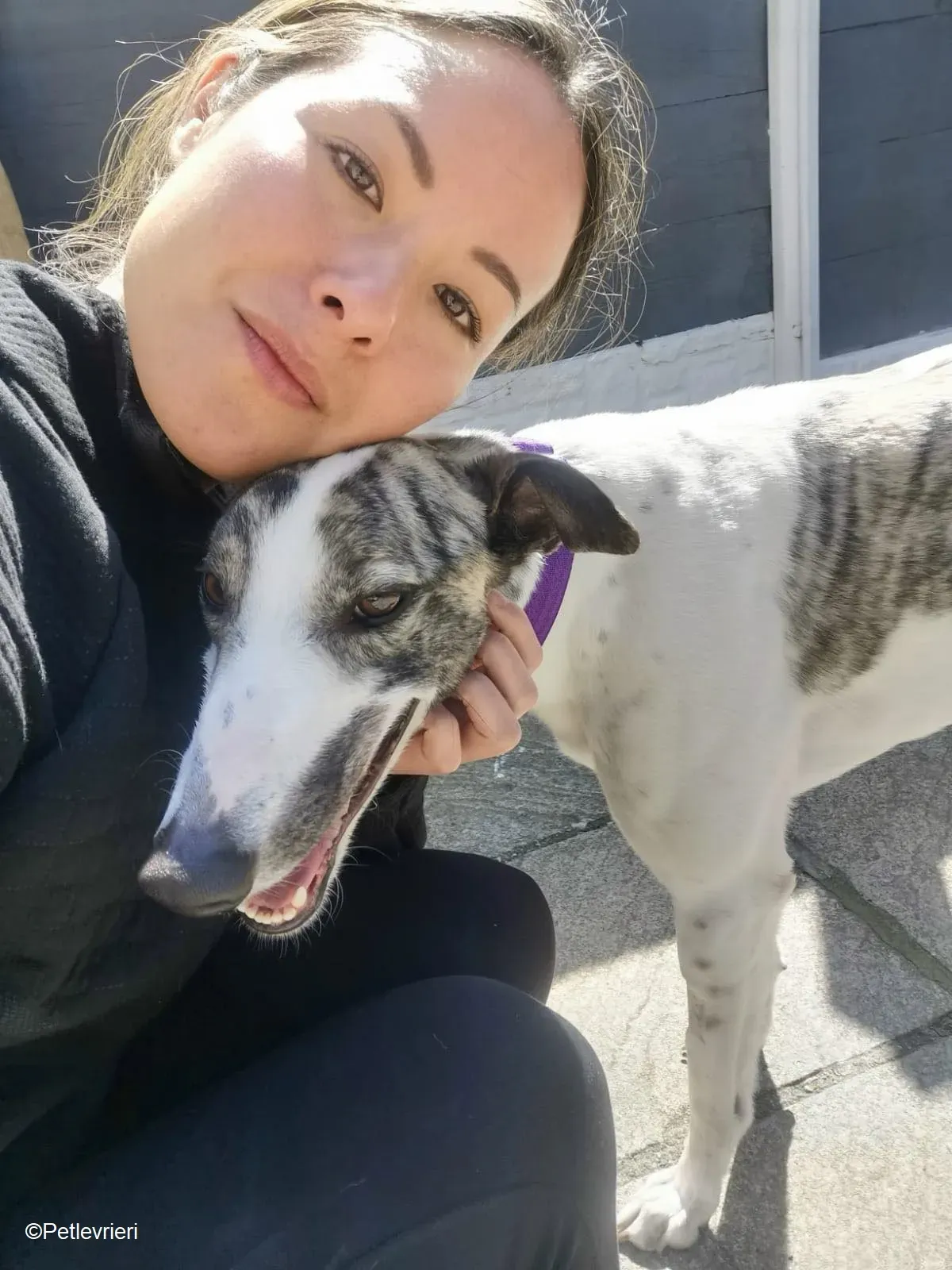 Luna adozione levrieri greyhound 2 1