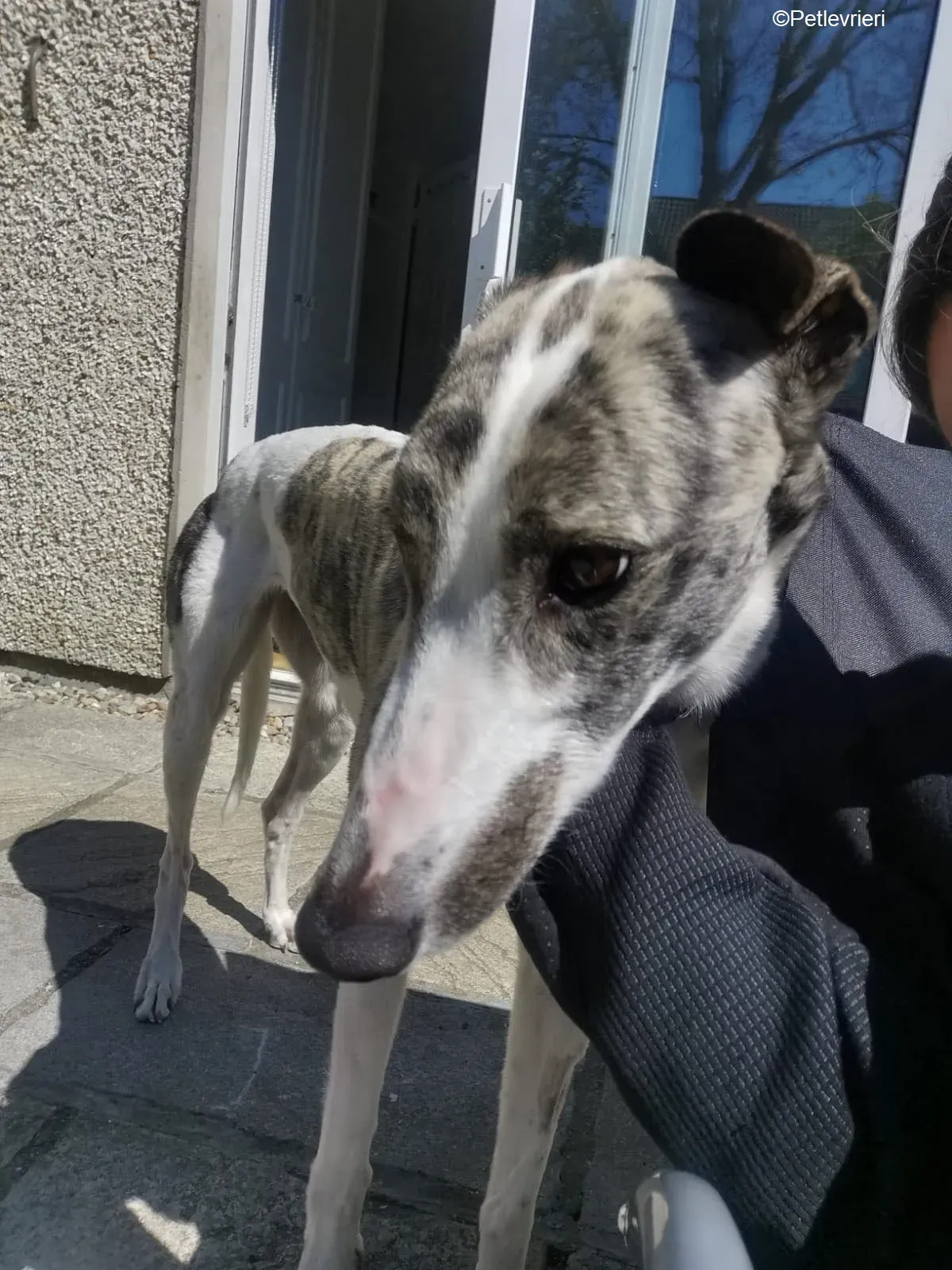 Luna adozione levrieri greyhound 3 1