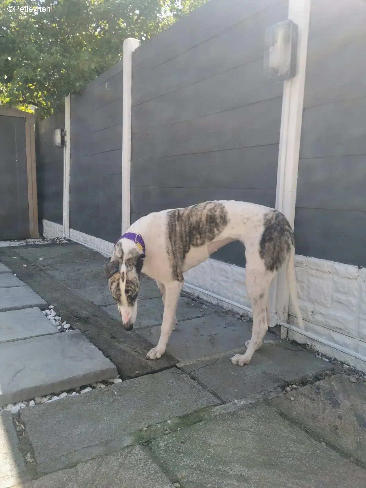 Luna adozione levrieri greyhound 4 1