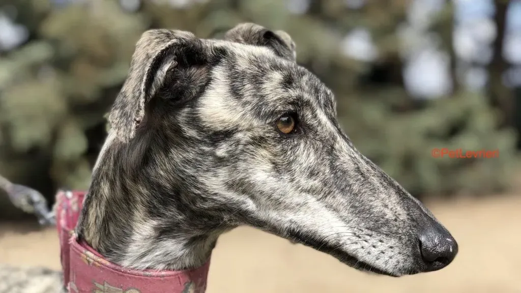Lupi adozione levrieri galgo 1
