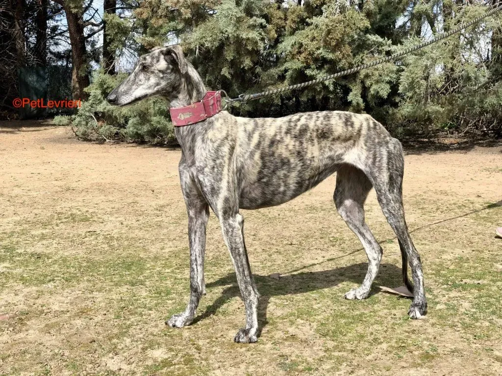Lupi adozione levrieri galgo 2
