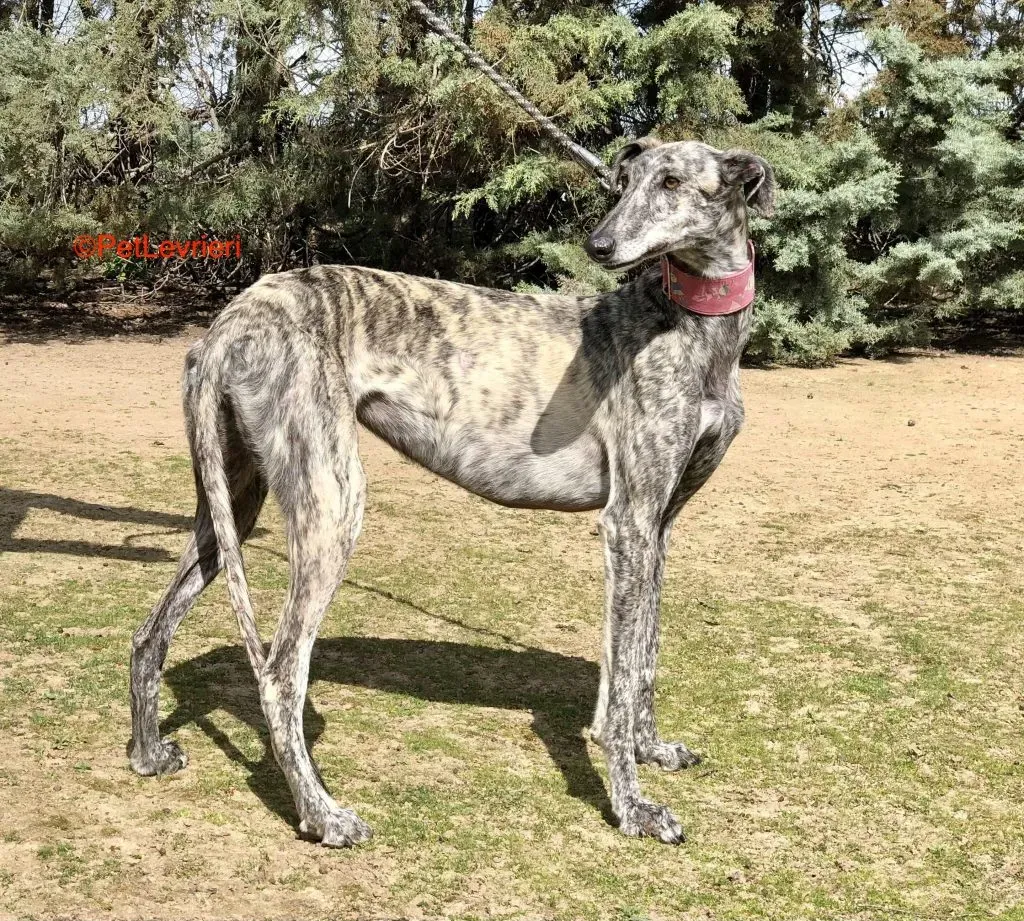 Lupi adozione levrieri galgo 3