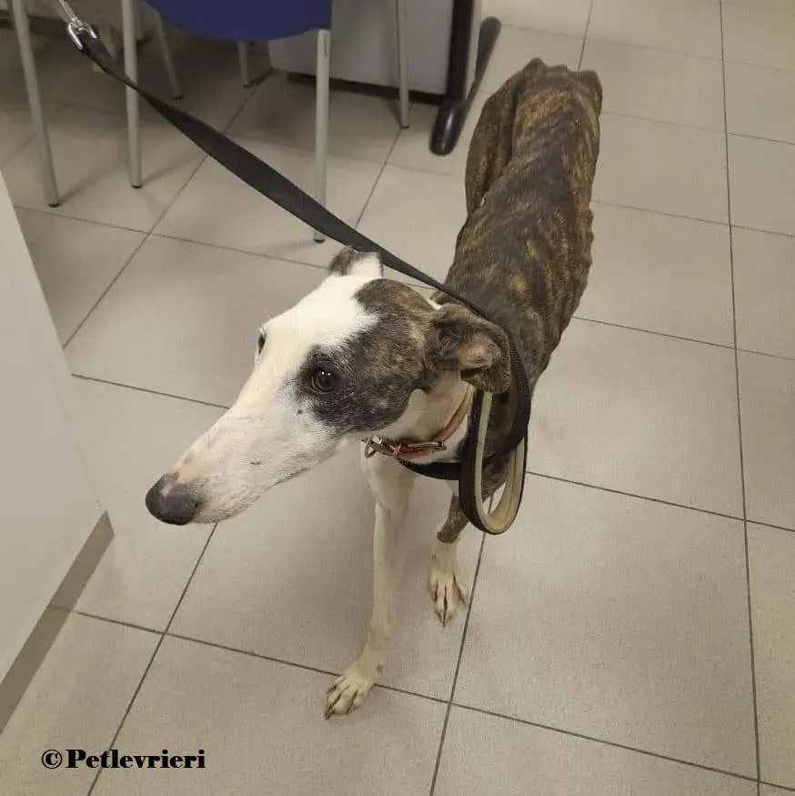 Luz galgo adozione pet levrieri onlus 1 1