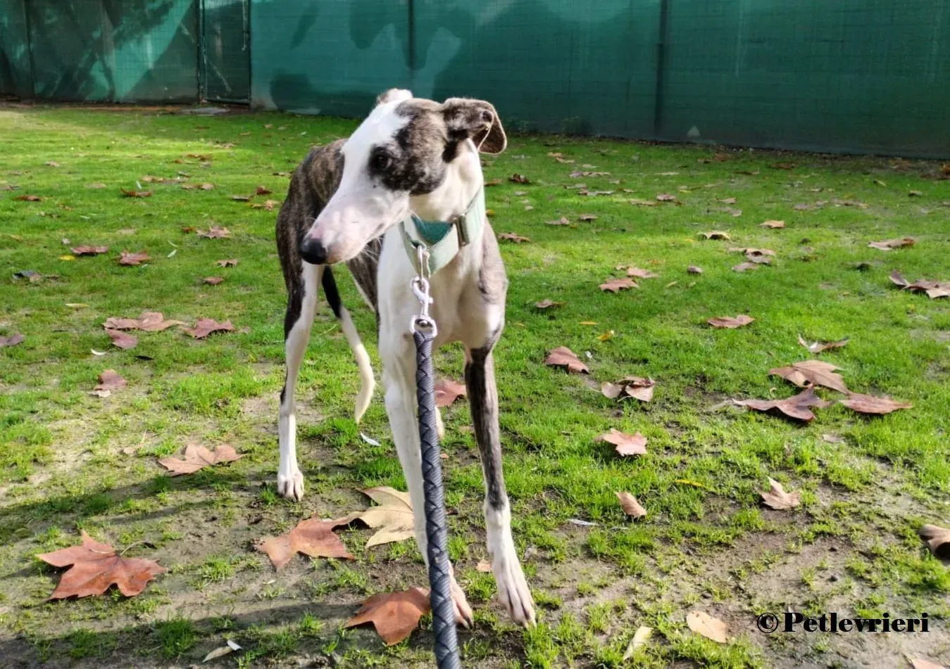 Luz galgo adozione pet levrieri onlus 2 1