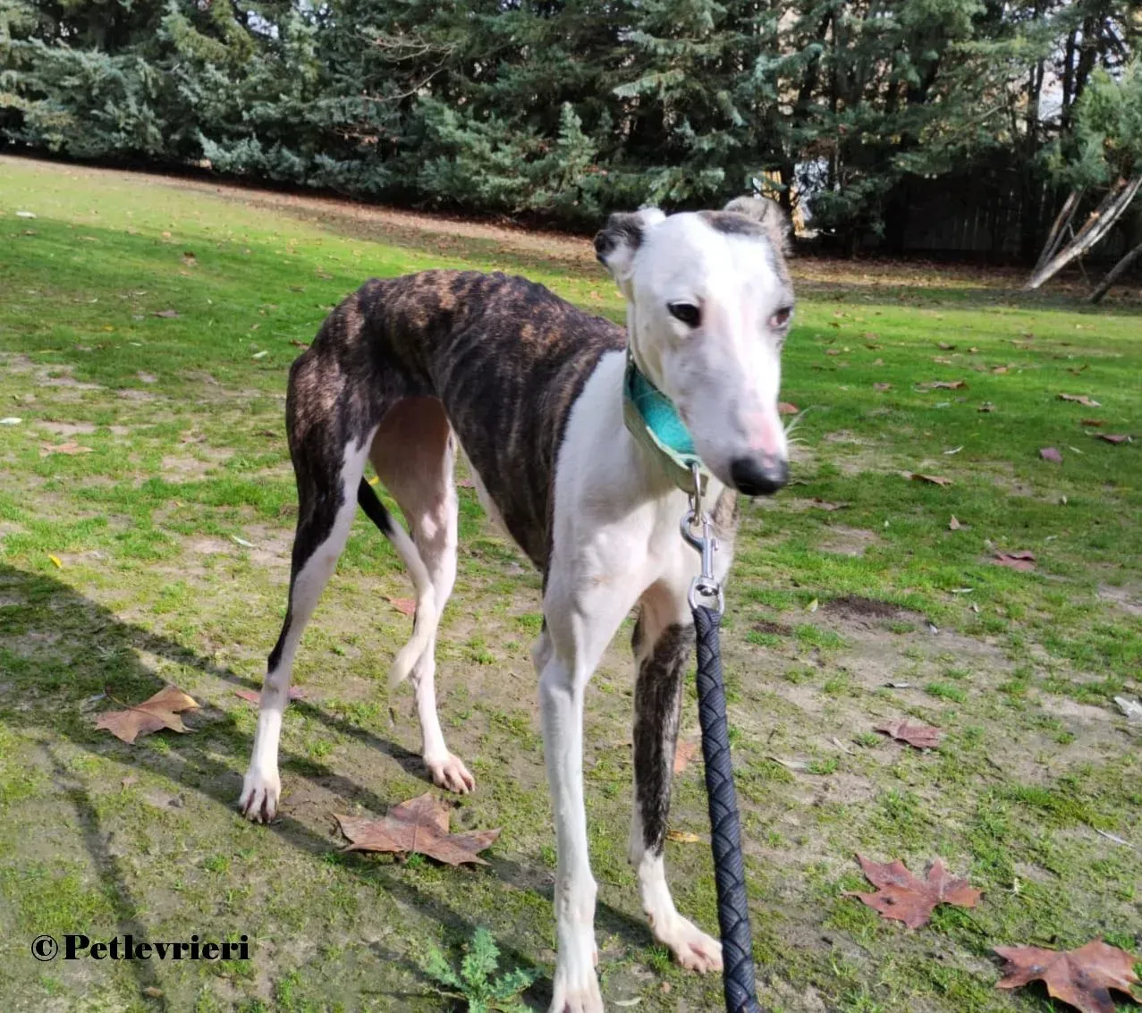 Luz galgo adozione pet levrieri onlus 3 1