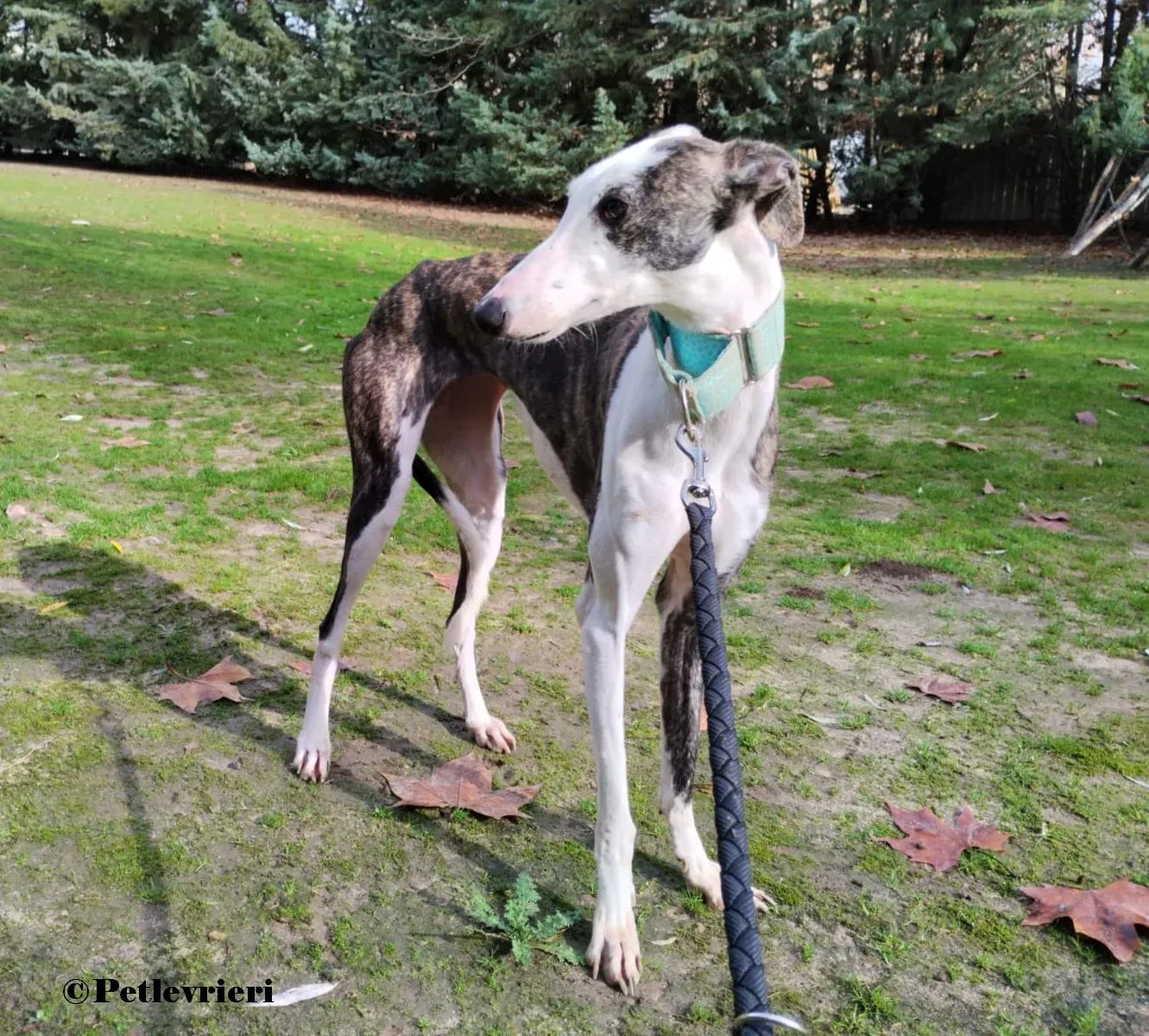 Luz galgo adozione pet levrieri onlus 4