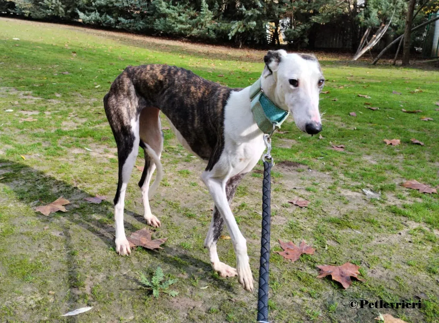 Luz galgo adozione pet levrieri onlus 5