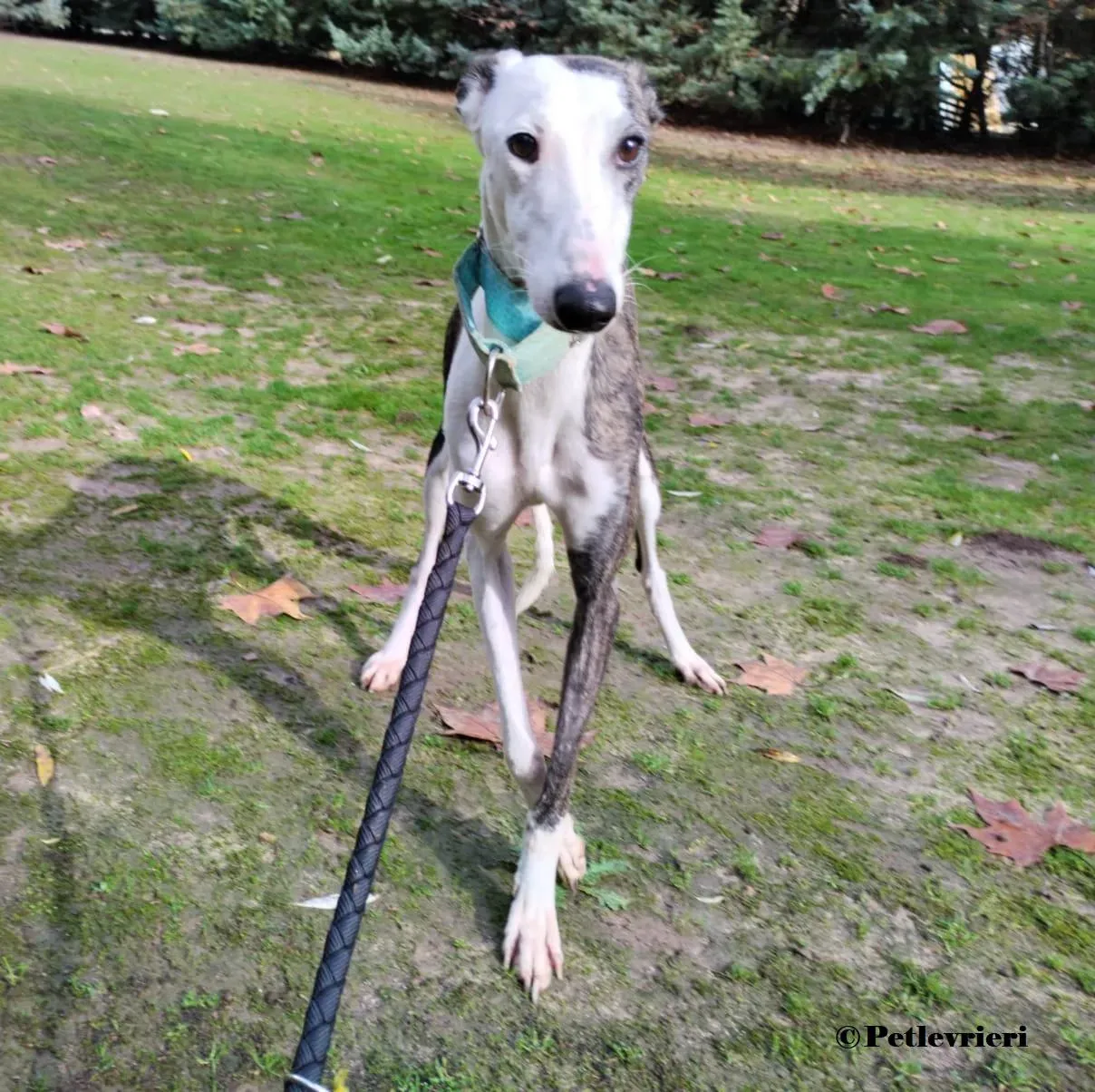 Luz galgo adozione pet levrieri onlus 6