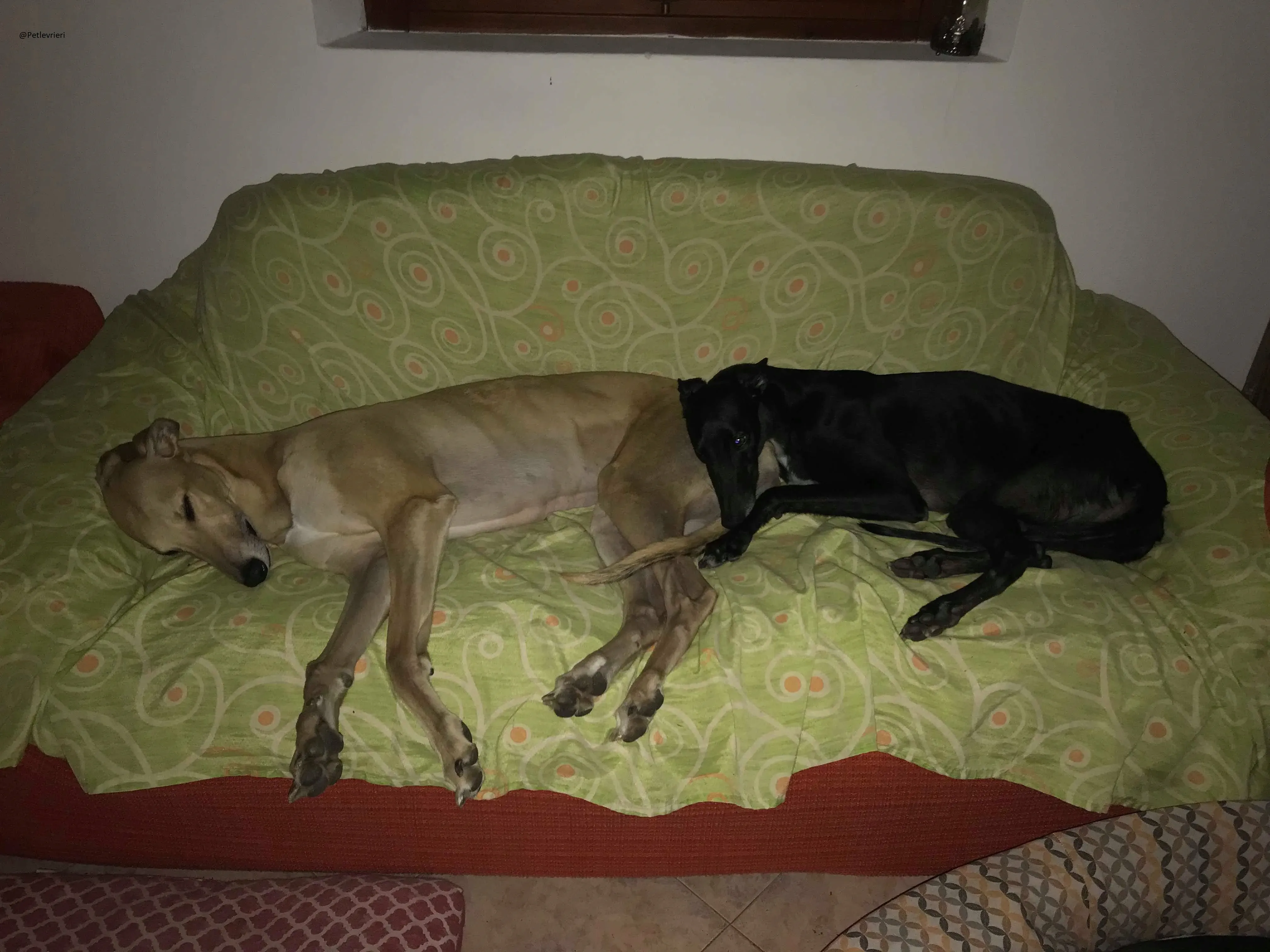 Lyn Greyhound Adozione Levrieri Macao 1