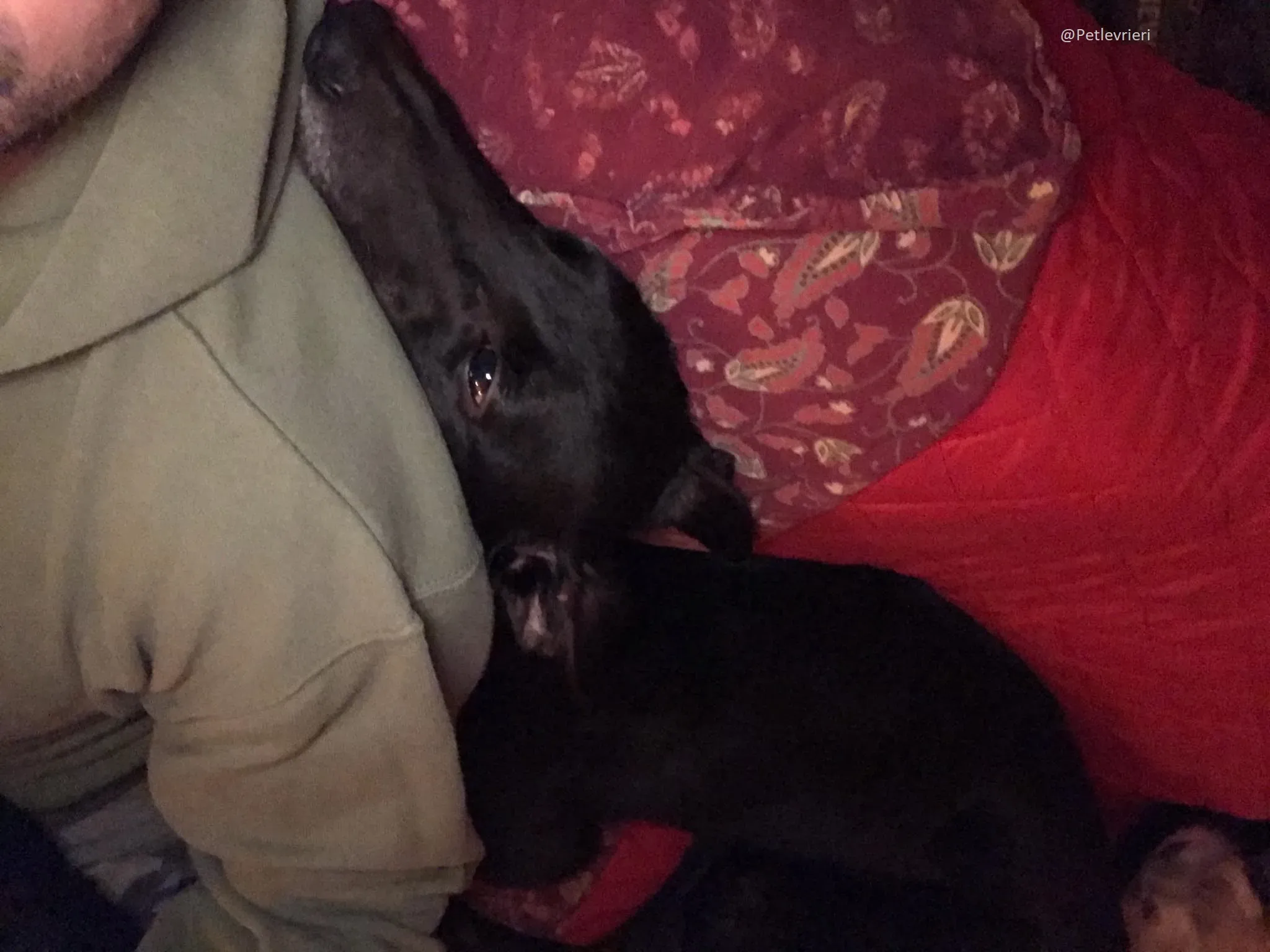 Lyn Greyhound Adozione Levrieri Macao 10