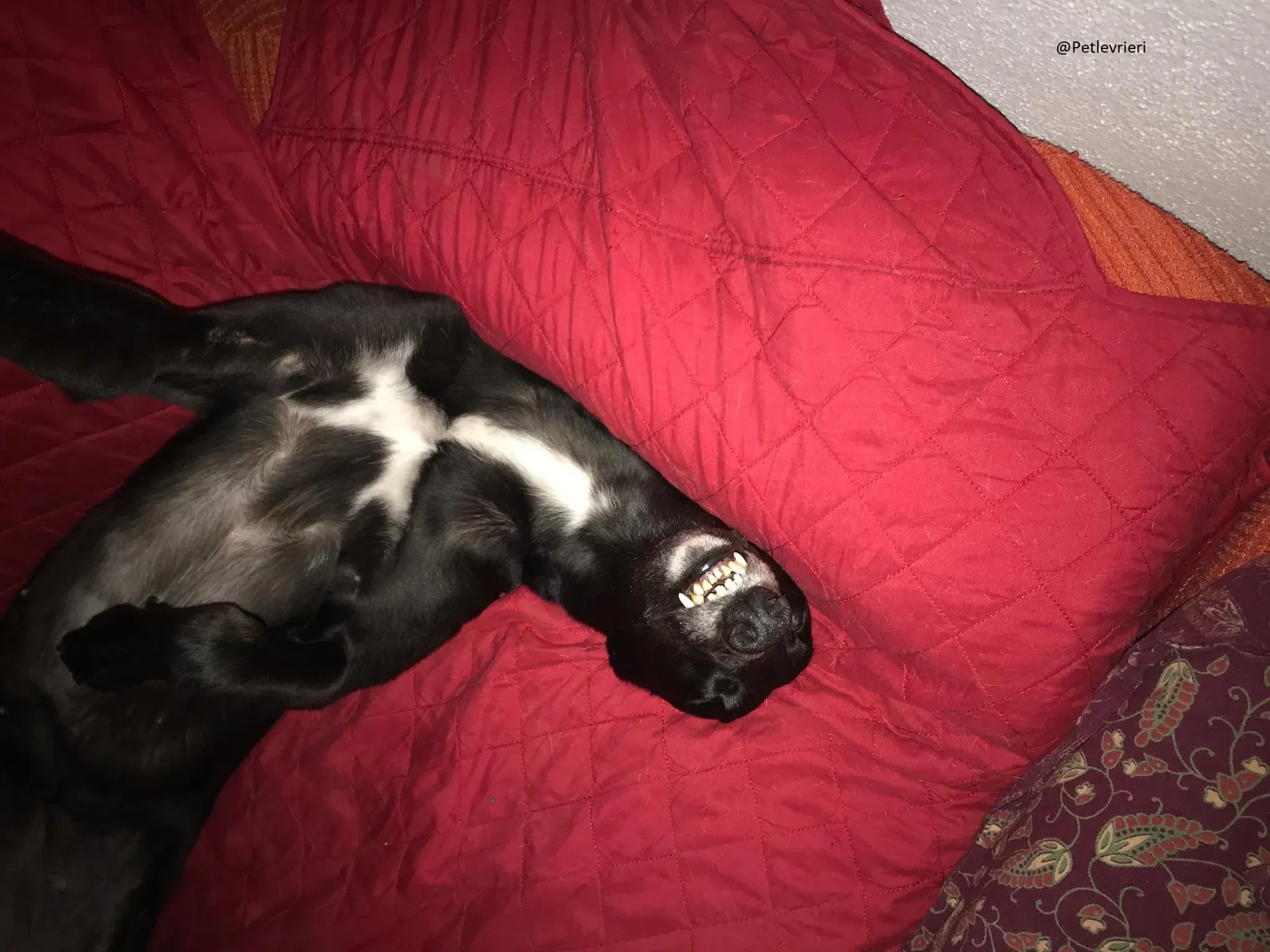 Lyn Greyhound Adozione Levrieri Macao 11