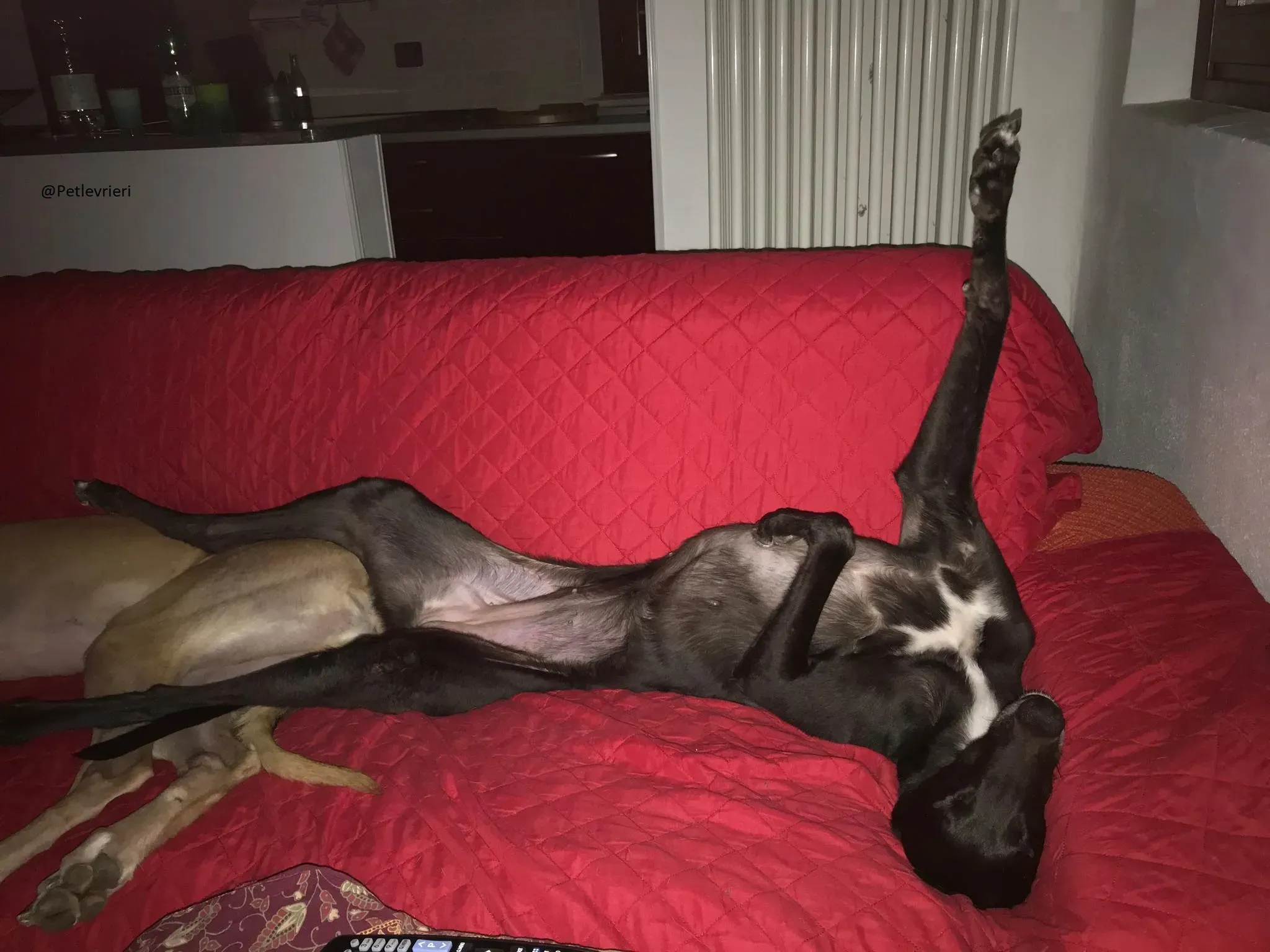 Lyn Greyhound Adozione Levrieri Macao 12