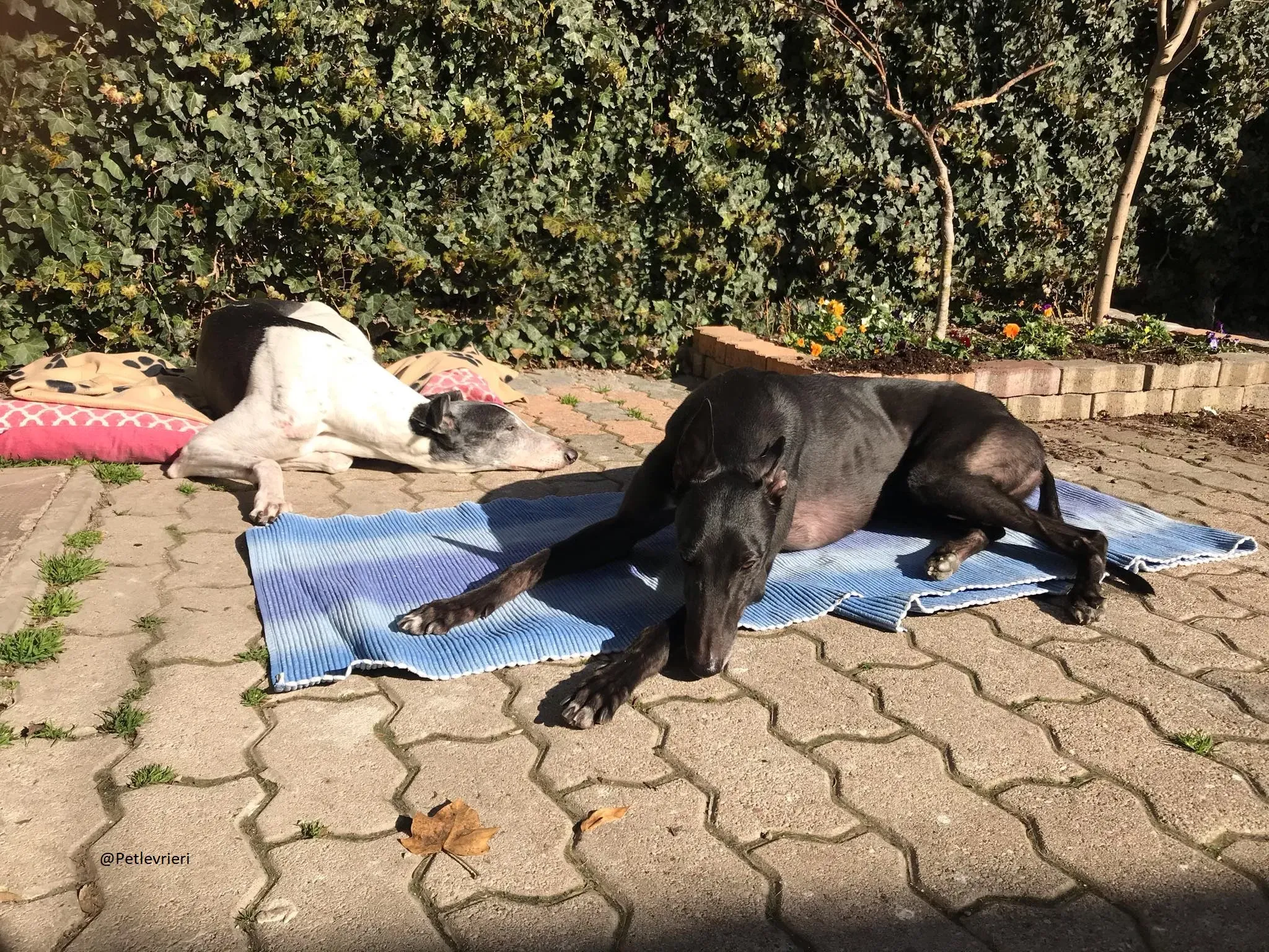 Lyn Greyhound Adozione Levrieri Macao 13