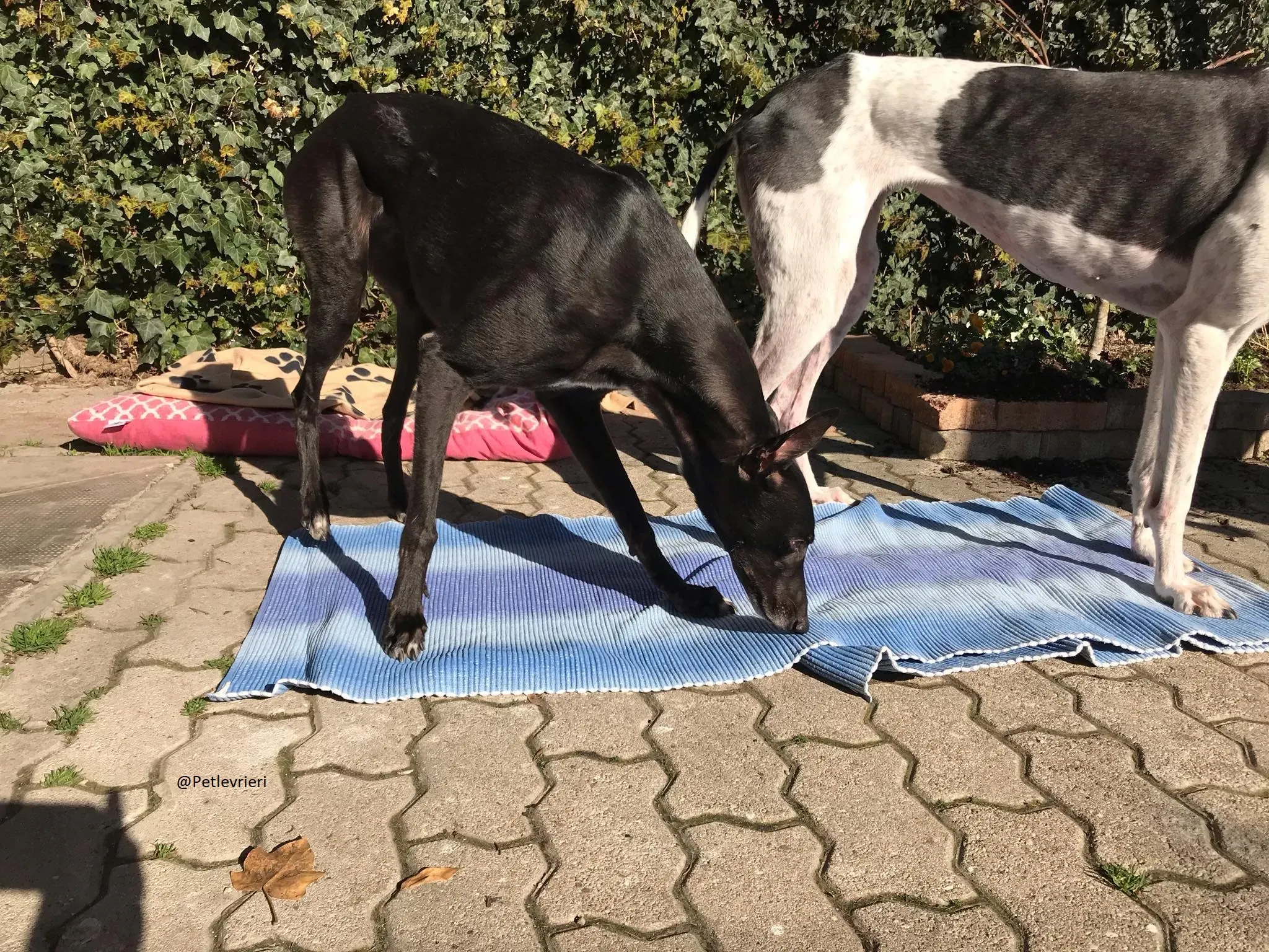 Lyn Greyhound Adozione Levrieri Macao 14