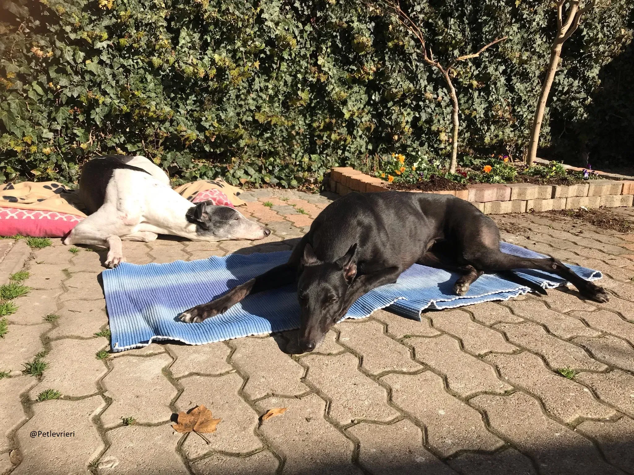 Lyn Greyhound Adozione Levrieri Macao 15