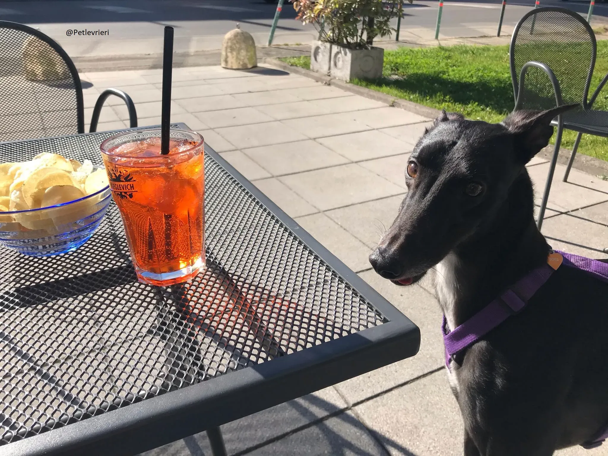 Lyn Greyhound Adozione Levrieri Macao 19