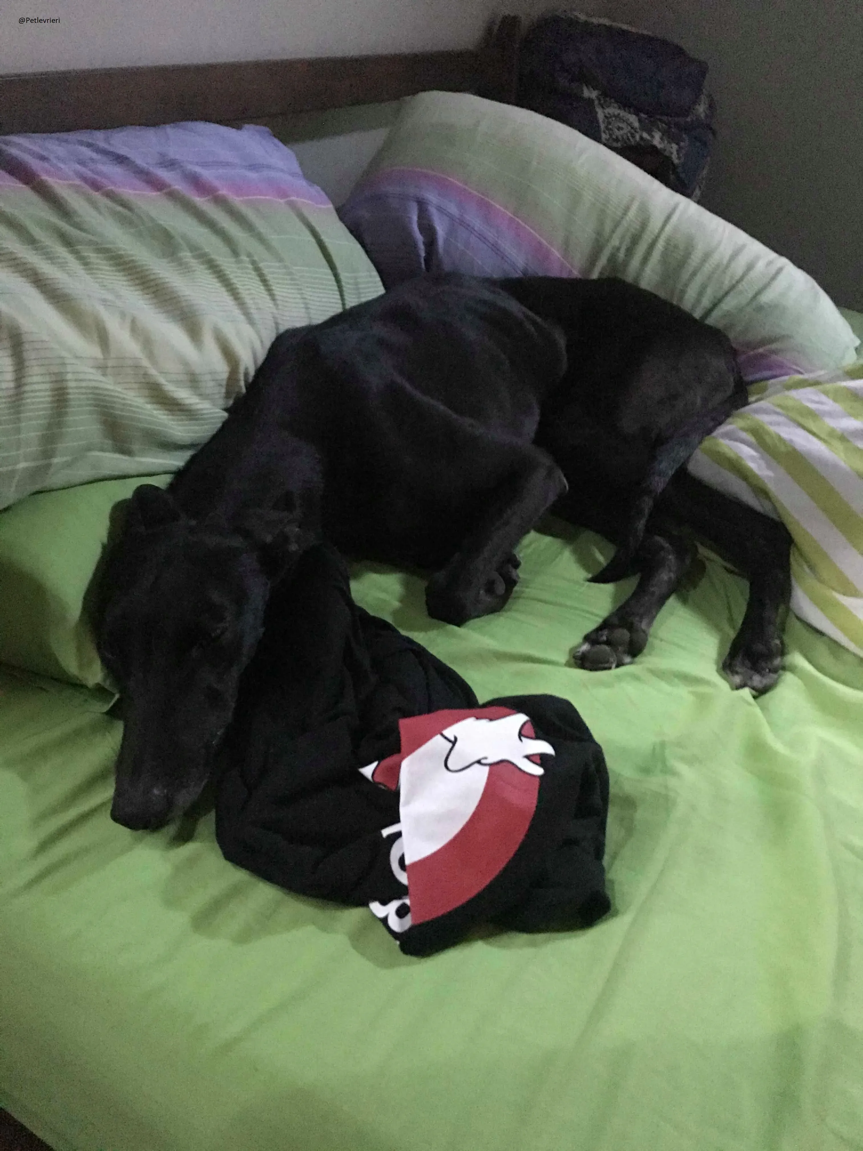 Lyn Greyhound Adozione Levrieri Macao 2