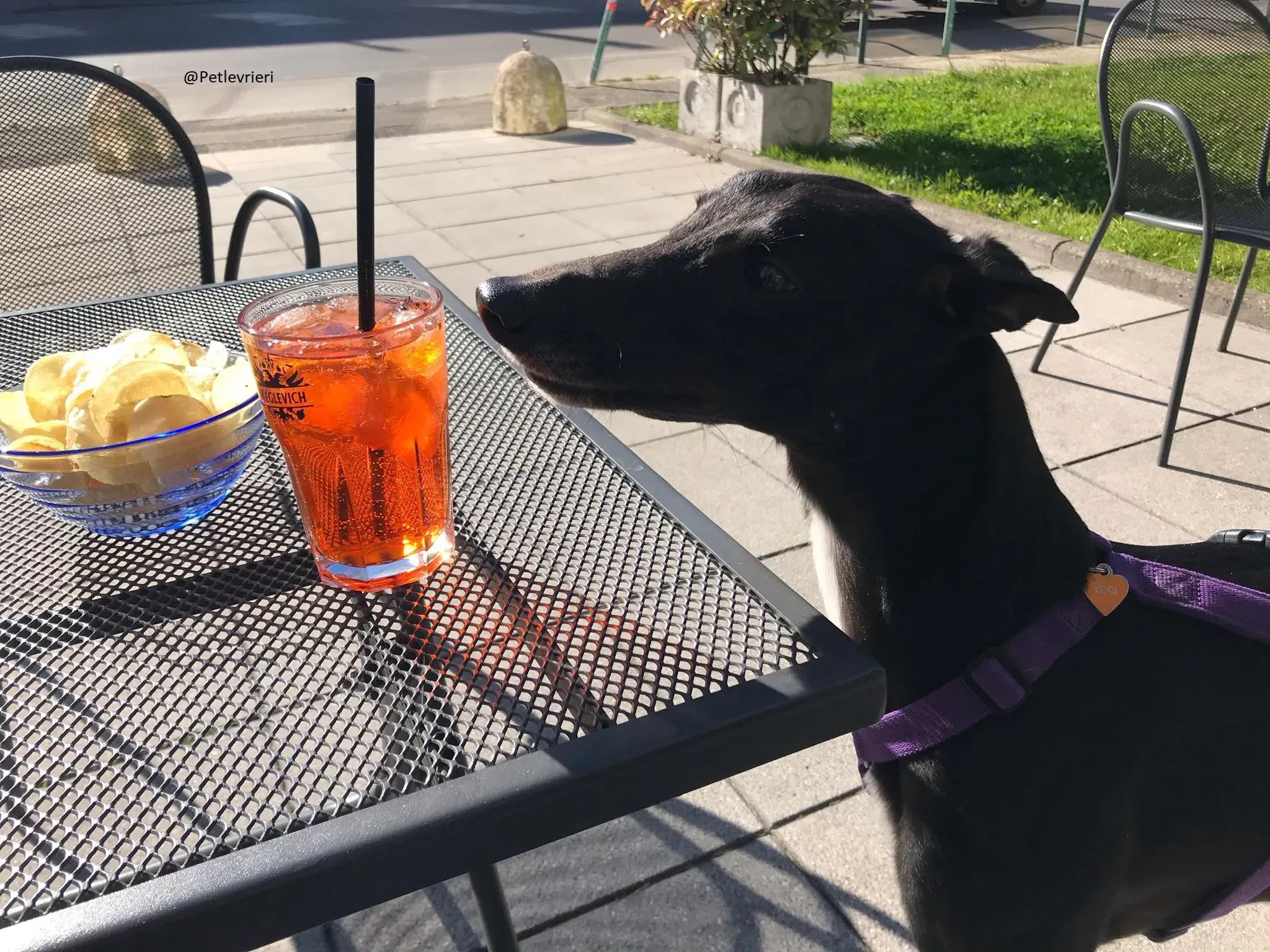 Lyn Greyhound Adozione Levrieri Macao 20