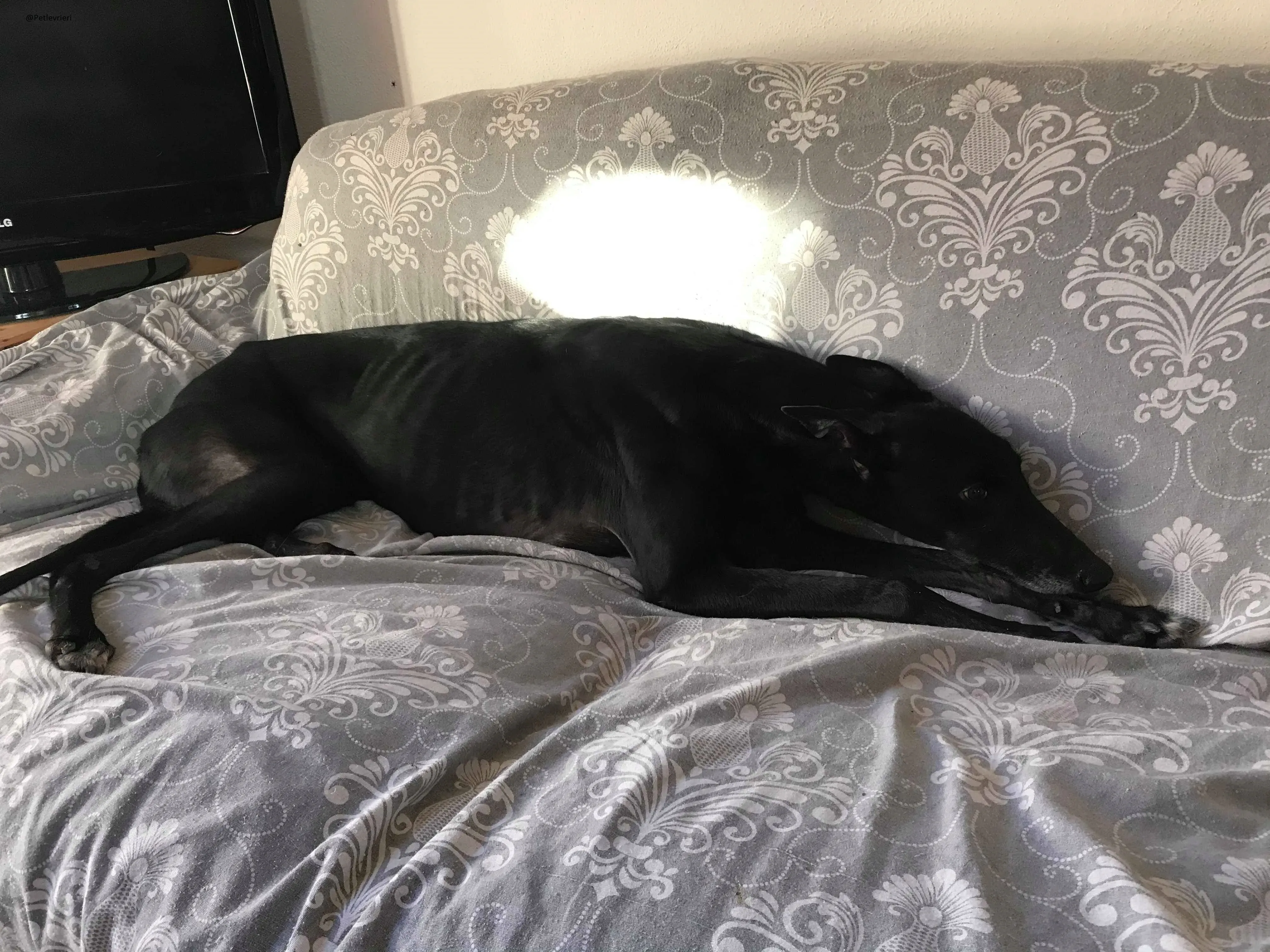 Lyn Greyhound Adozione Levrieri Macao 21