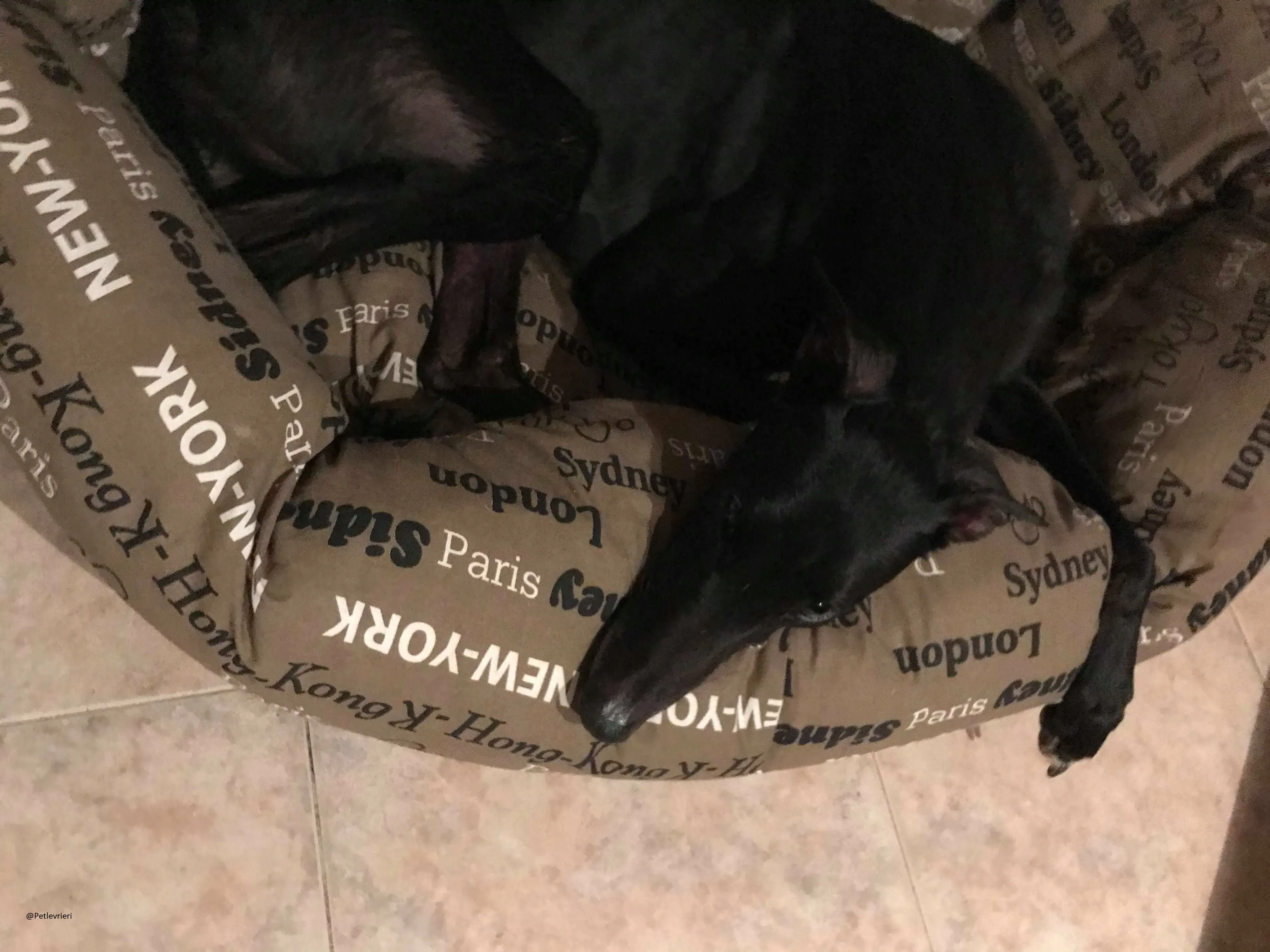 Lyn Greyhound Adozione Levrieri Macao 22