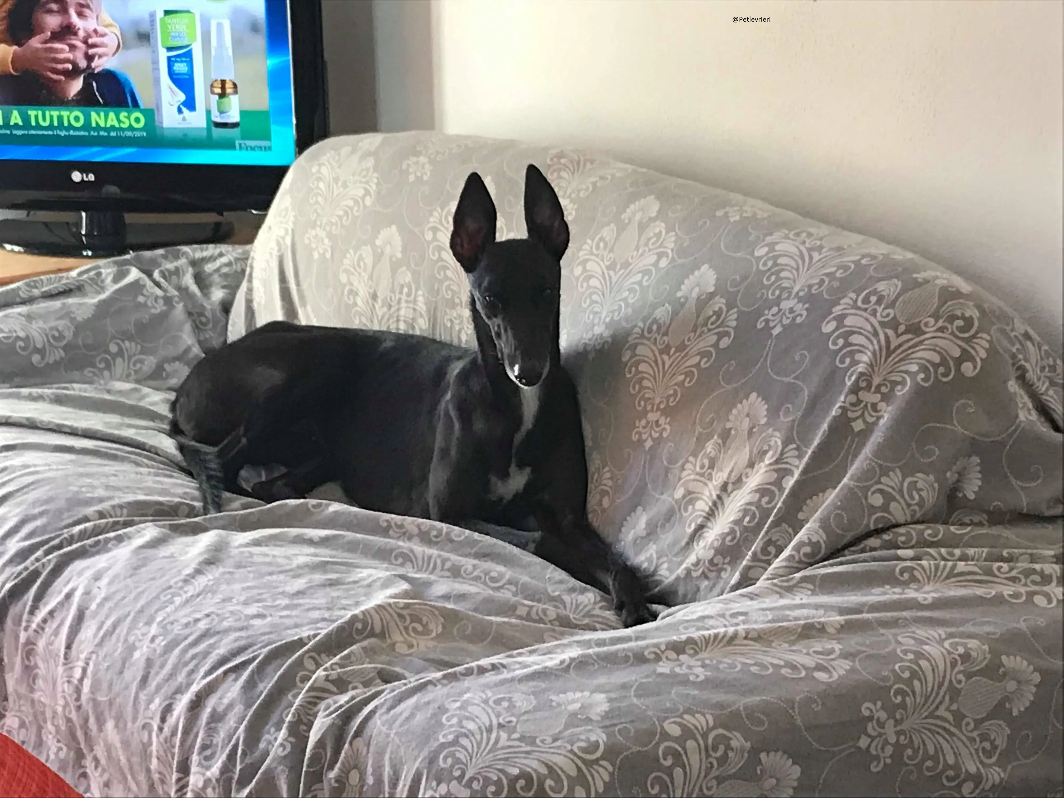 Lyn Greyhound Adozione Levrieri Macao 23