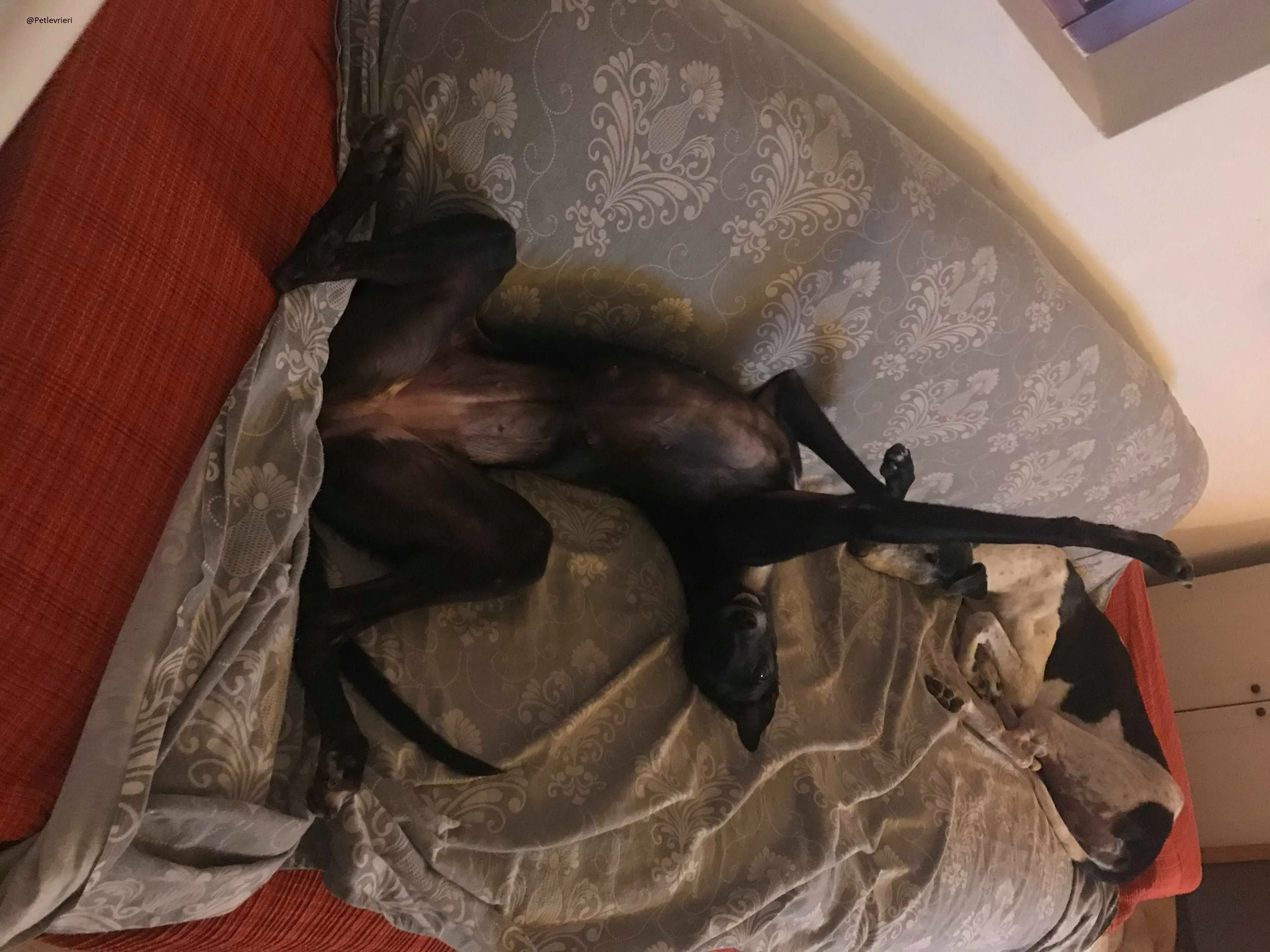 Lyn Greyhound Adozione Levrieri Macao 25