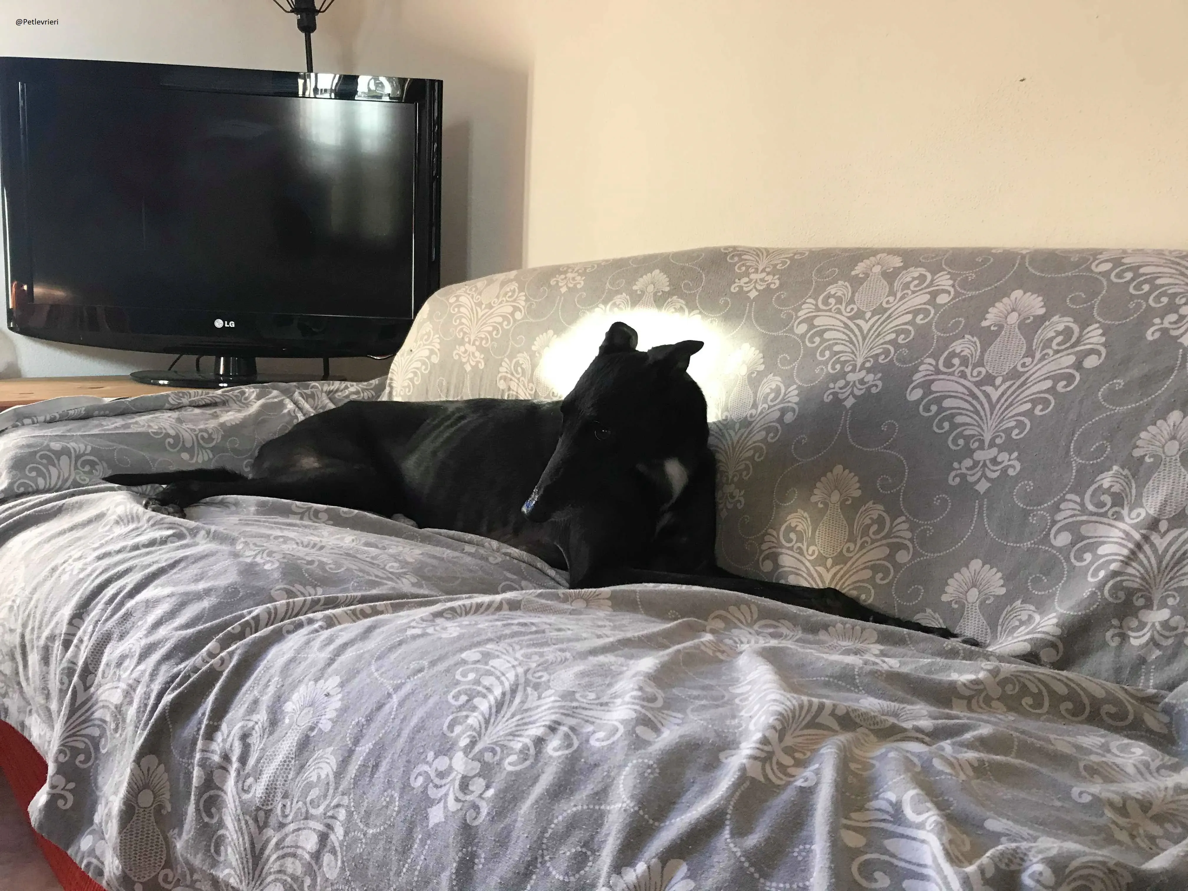 Lyn Greyhound Adozione Levrieri Macao 26