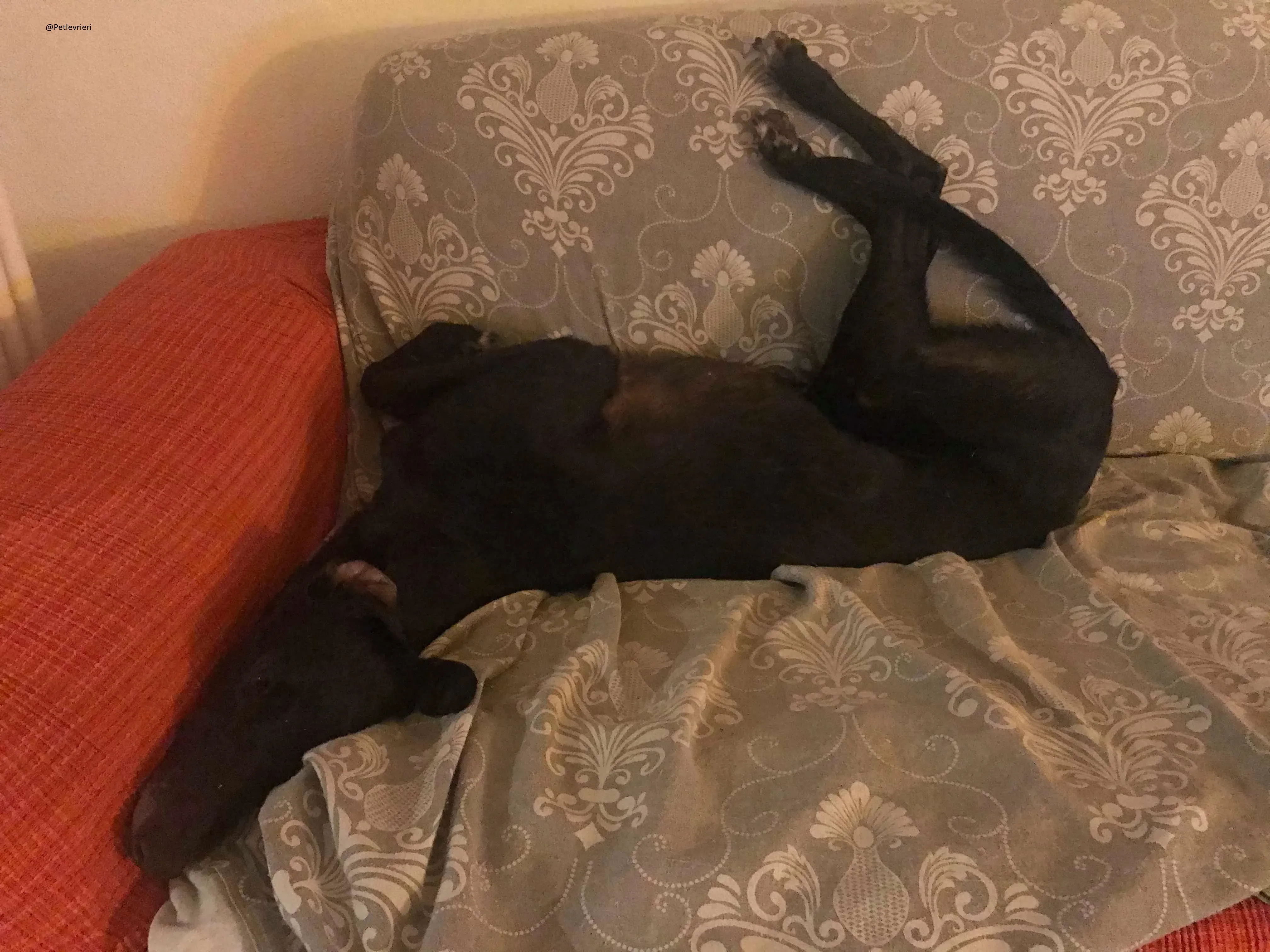 Lyn Greyhound Adozione Levrieri Macao 28