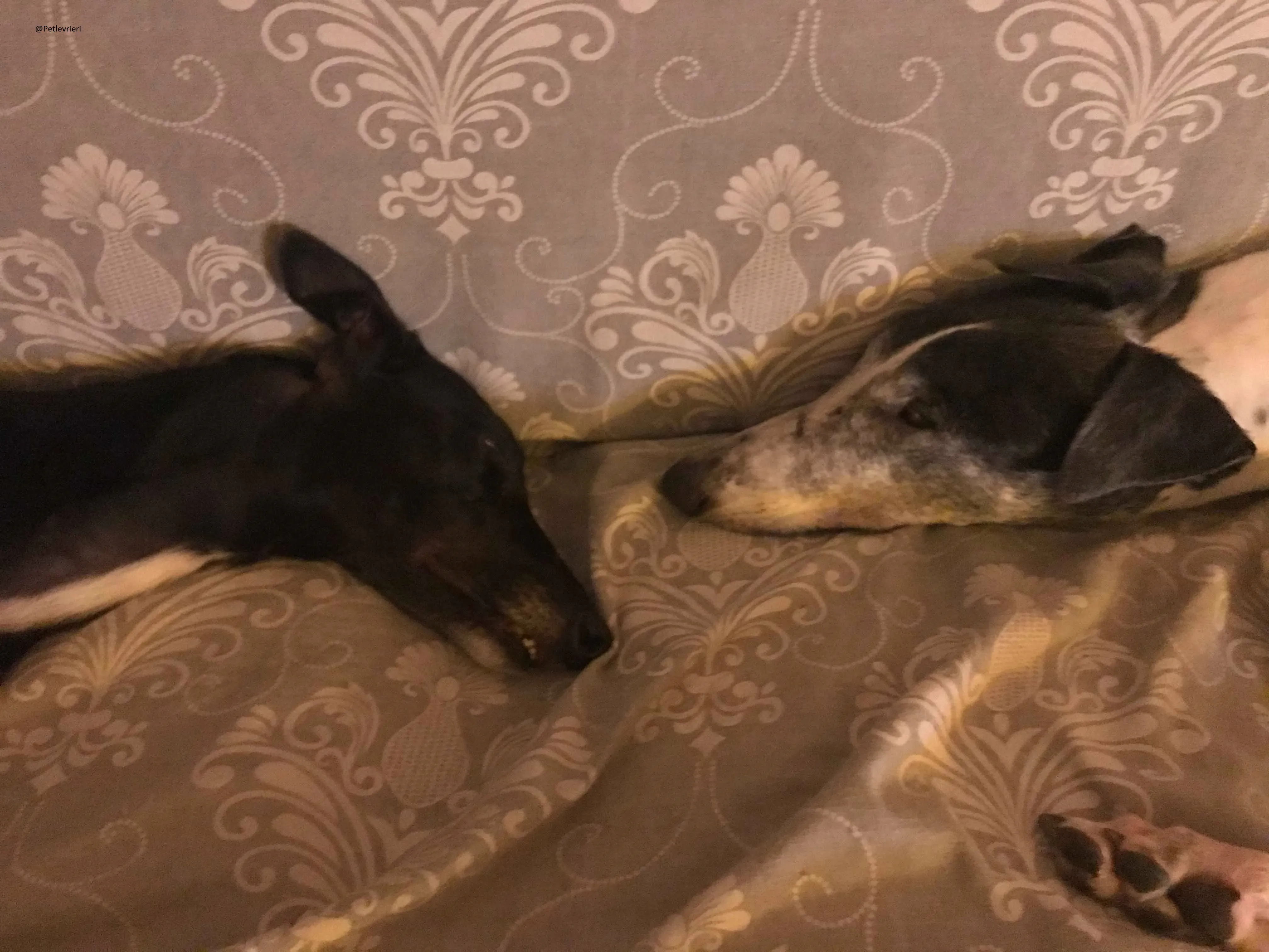 Lyn Greyhound Adozione Levrieri Macao 29