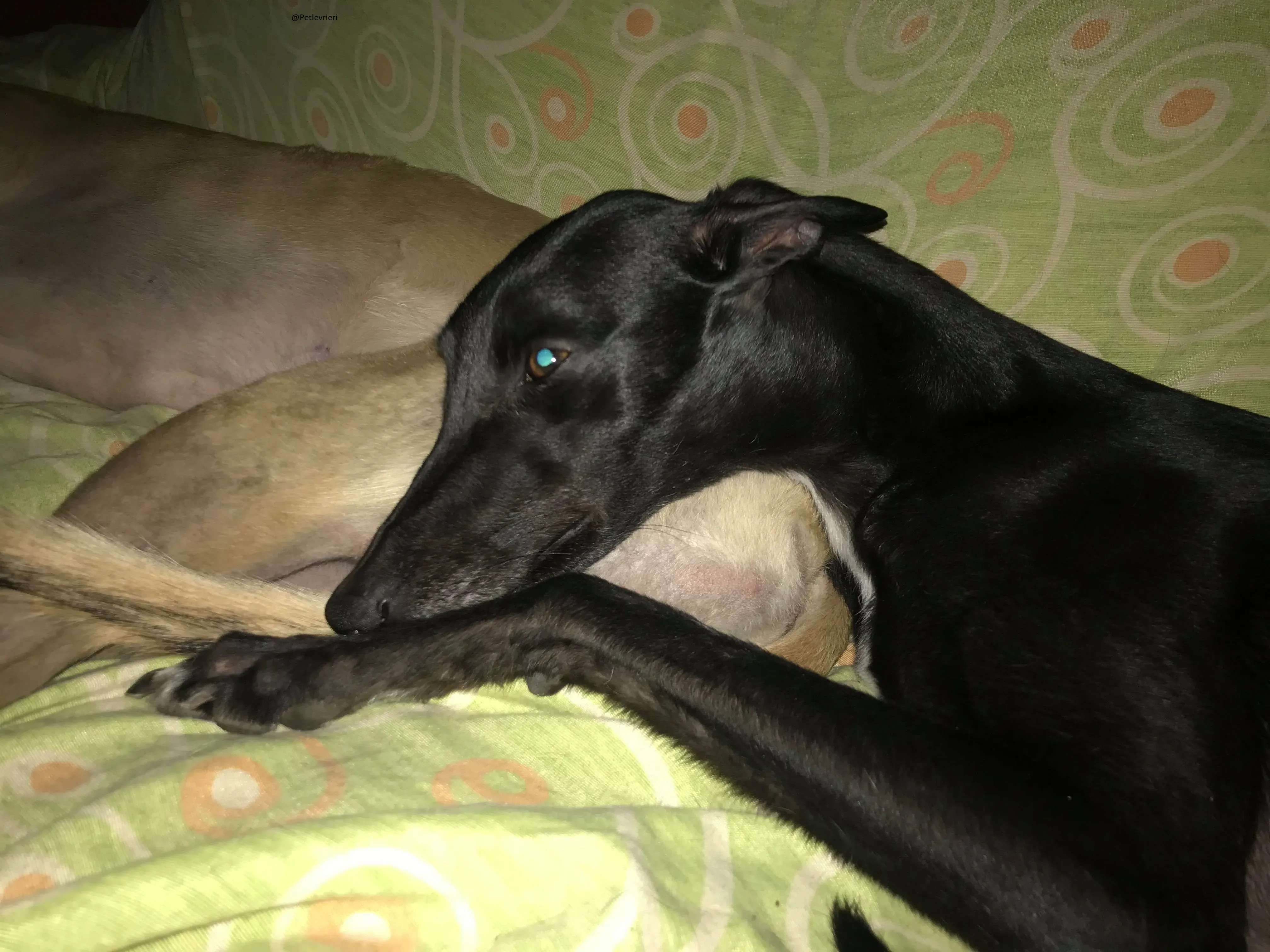 Lyn Greyhound Adozione Levrieri Macao 3