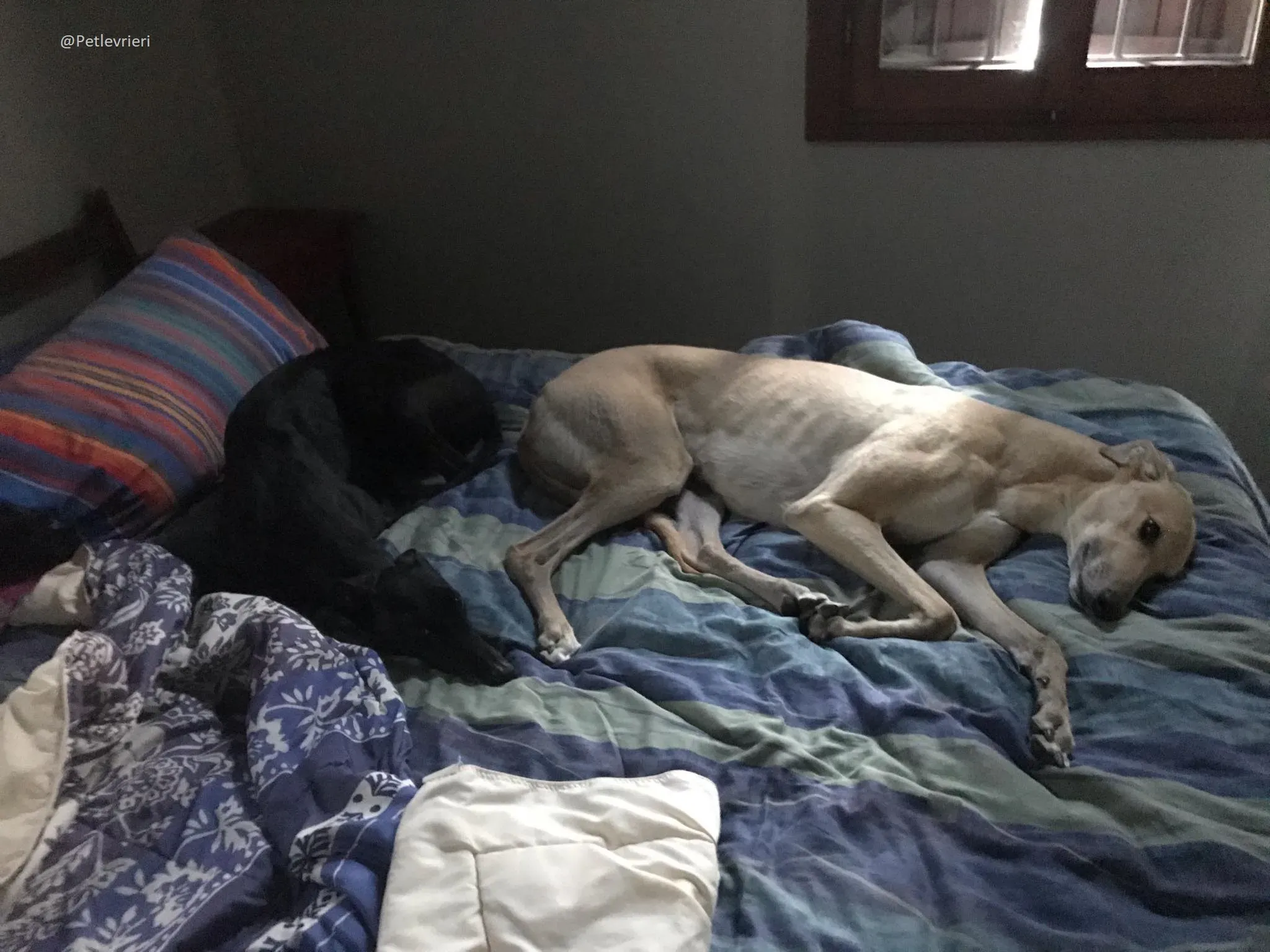 Lyn Greyhound Adozione Levrieri Macao 30