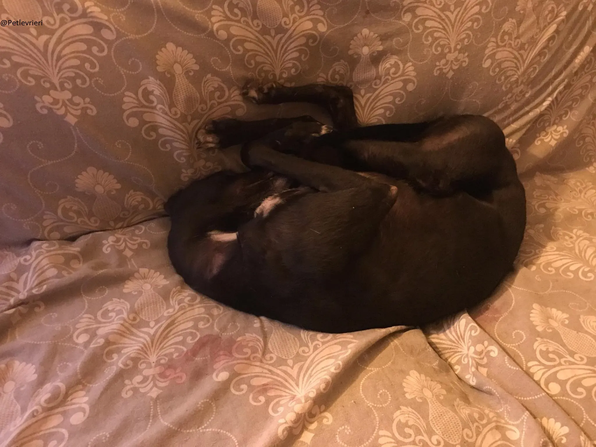 Lyn Greyhound Adozione Levrieri Macao 31