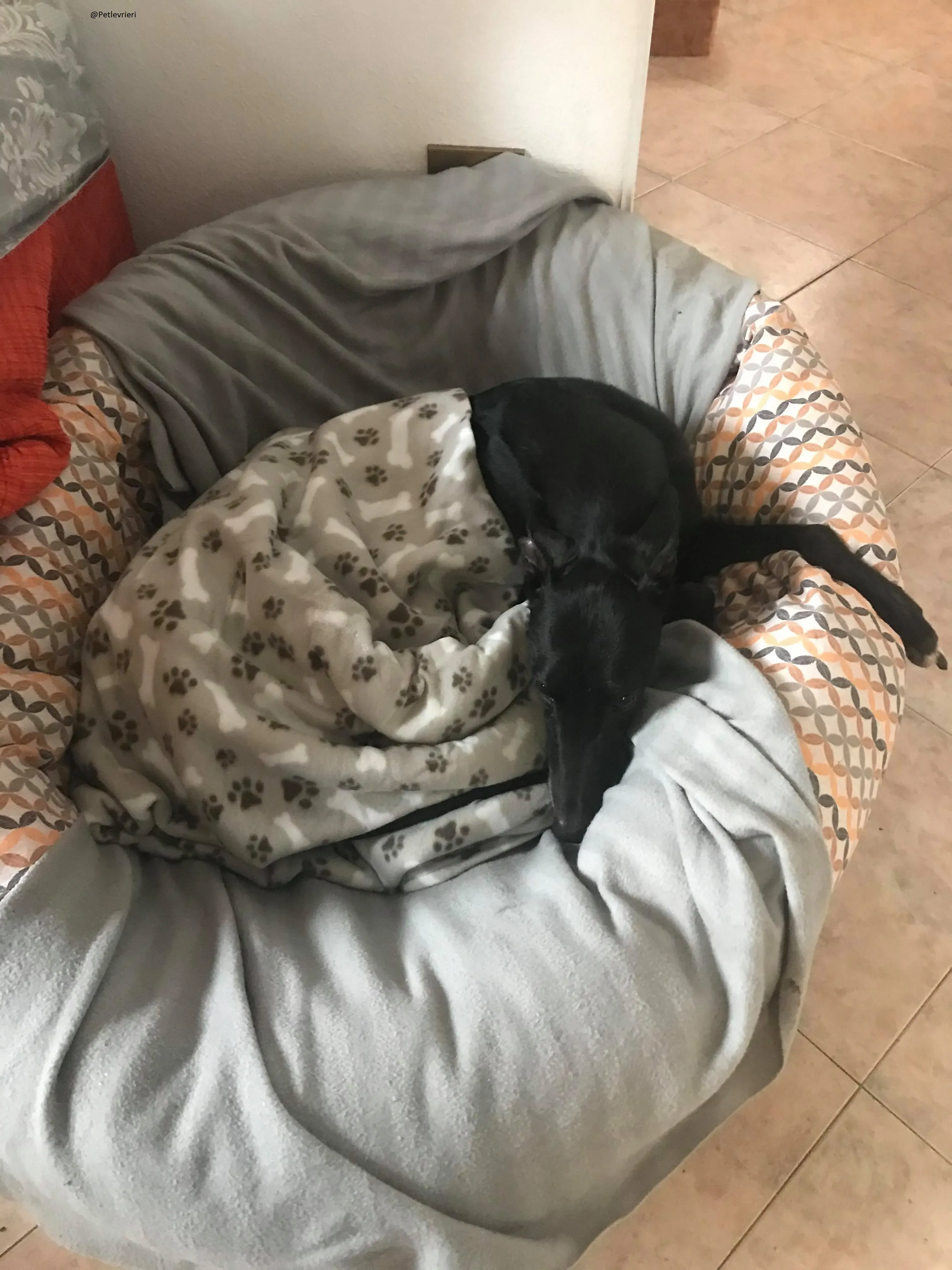 Lyn Greyhound Adozione Levrieri Macao 32