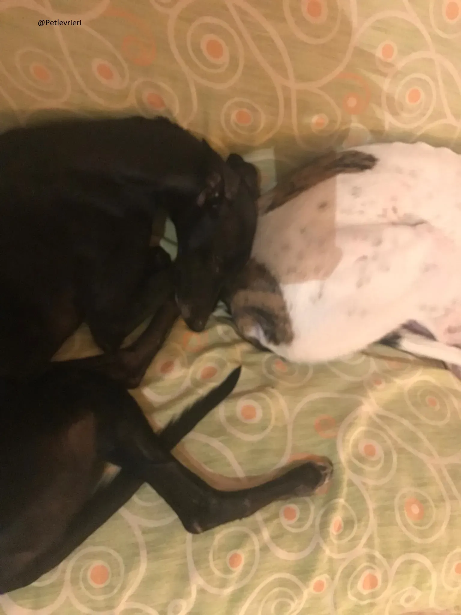 Lyn Greyhound Adozione Levrieri Macao 33