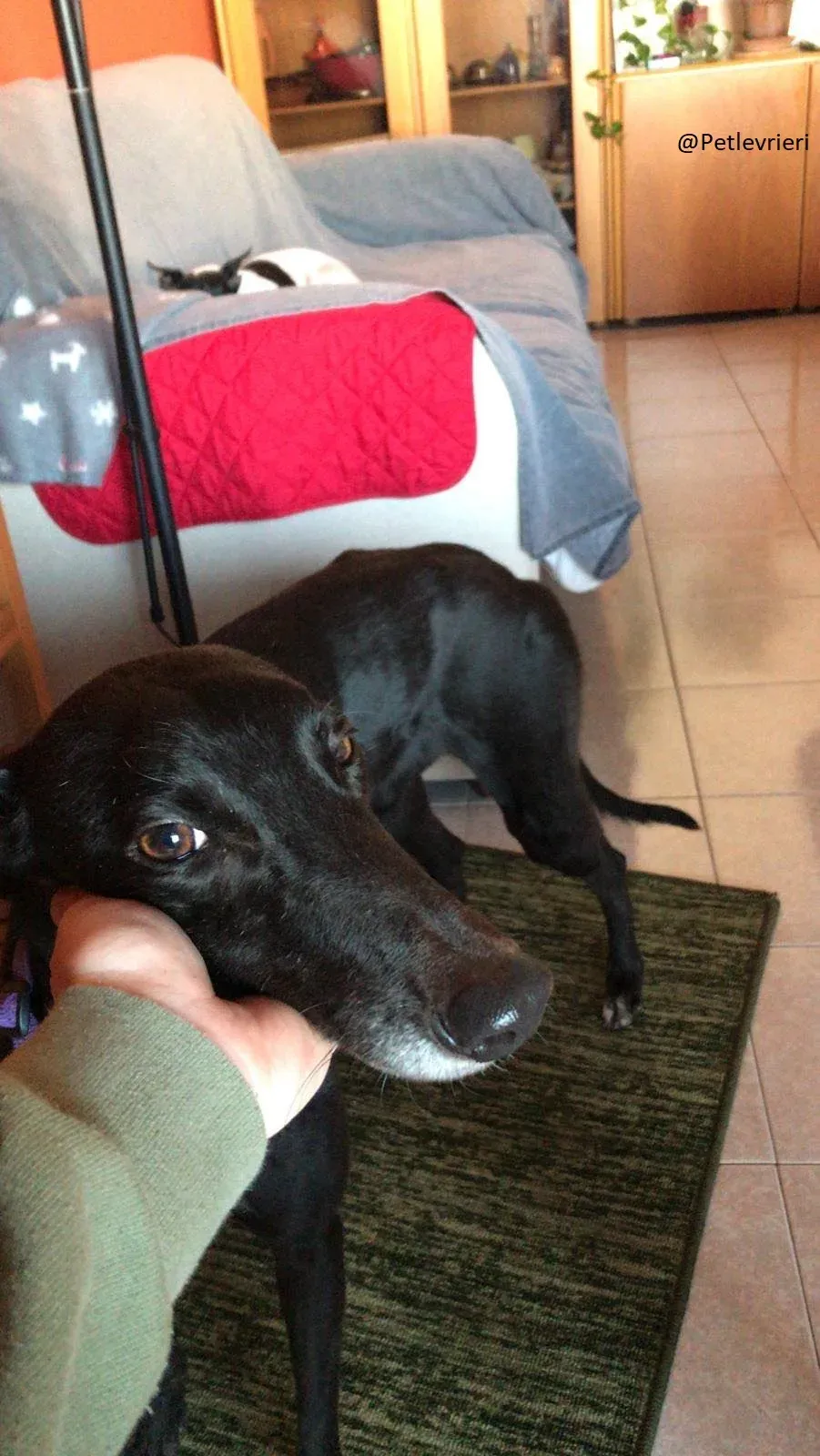 Lyn Greyhound Adozione Levrieri Macao 34