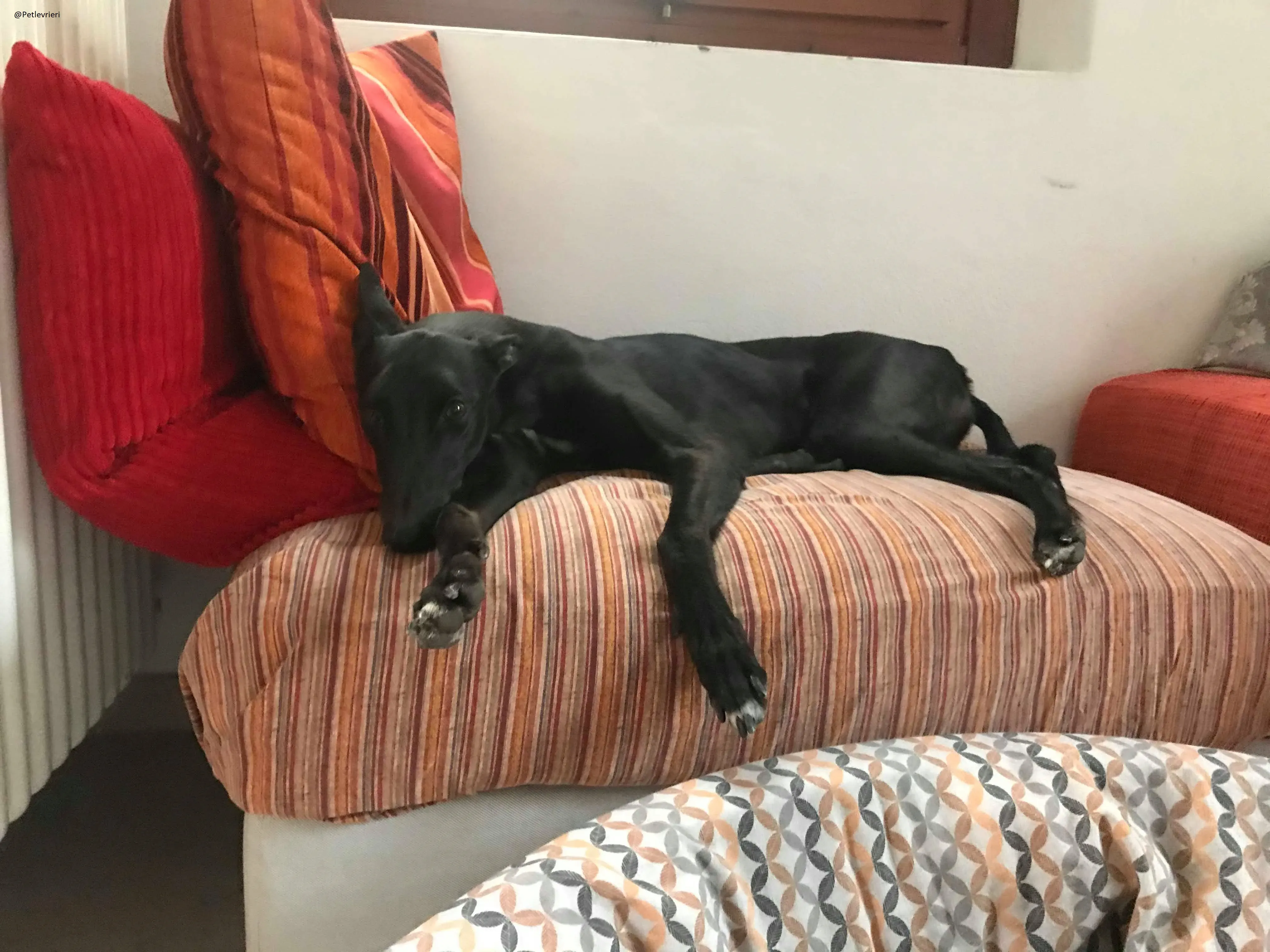 Lyn Greyhound Adozione Levrieri Macao 35