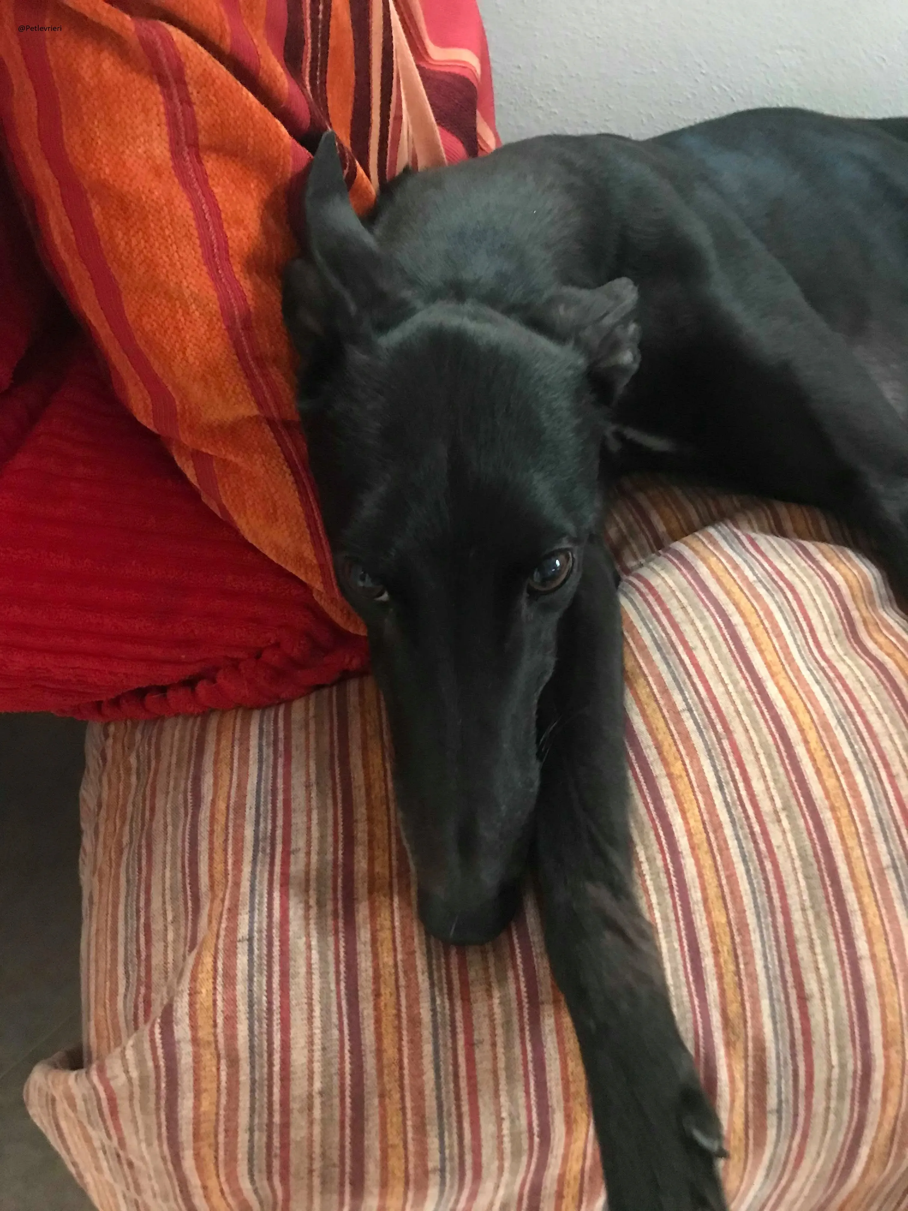 Lyn Greyhound Adozione Levrieri Macao 36