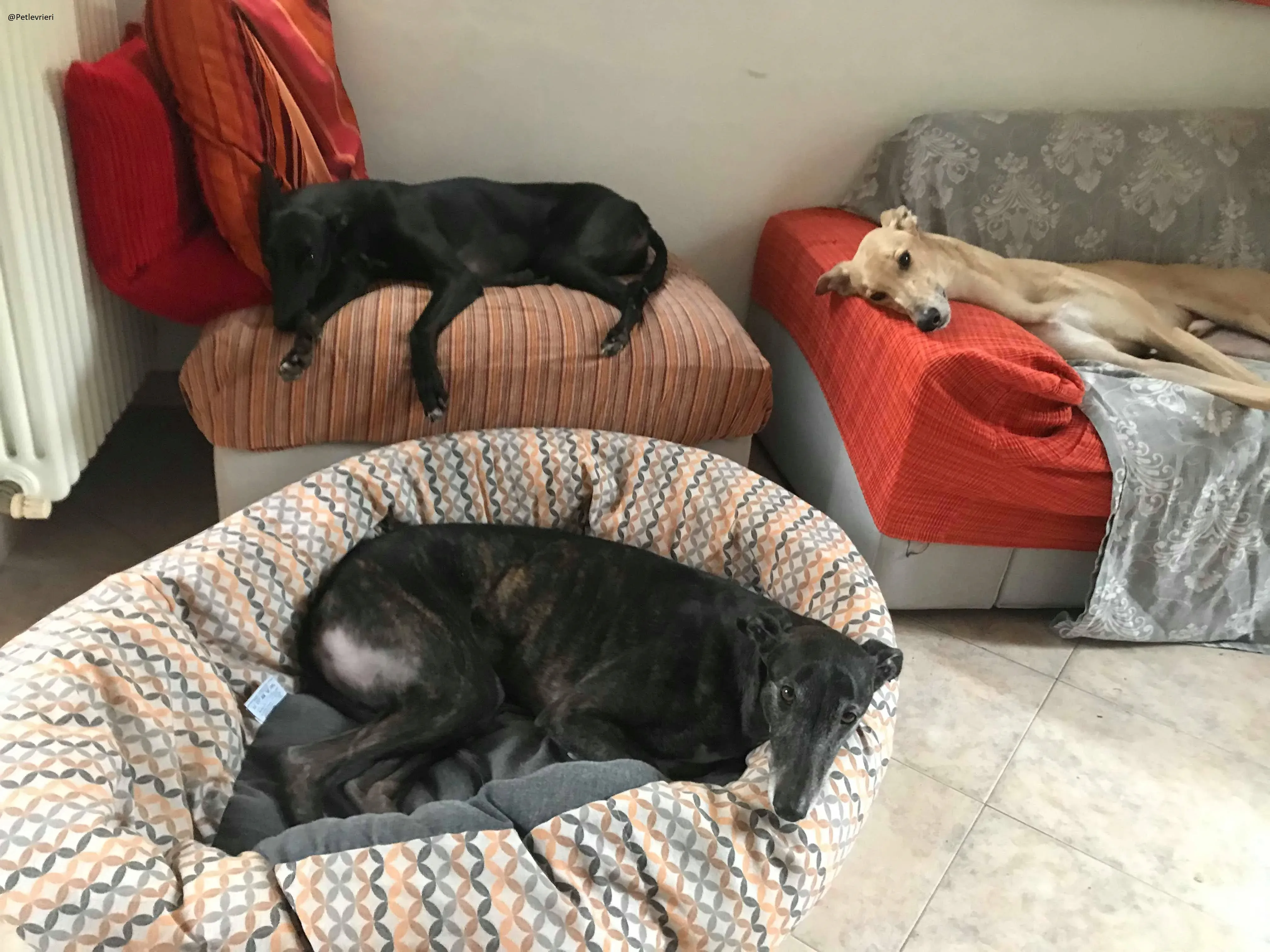 Lyn Greyhound Adozione Levrieri Macao 37