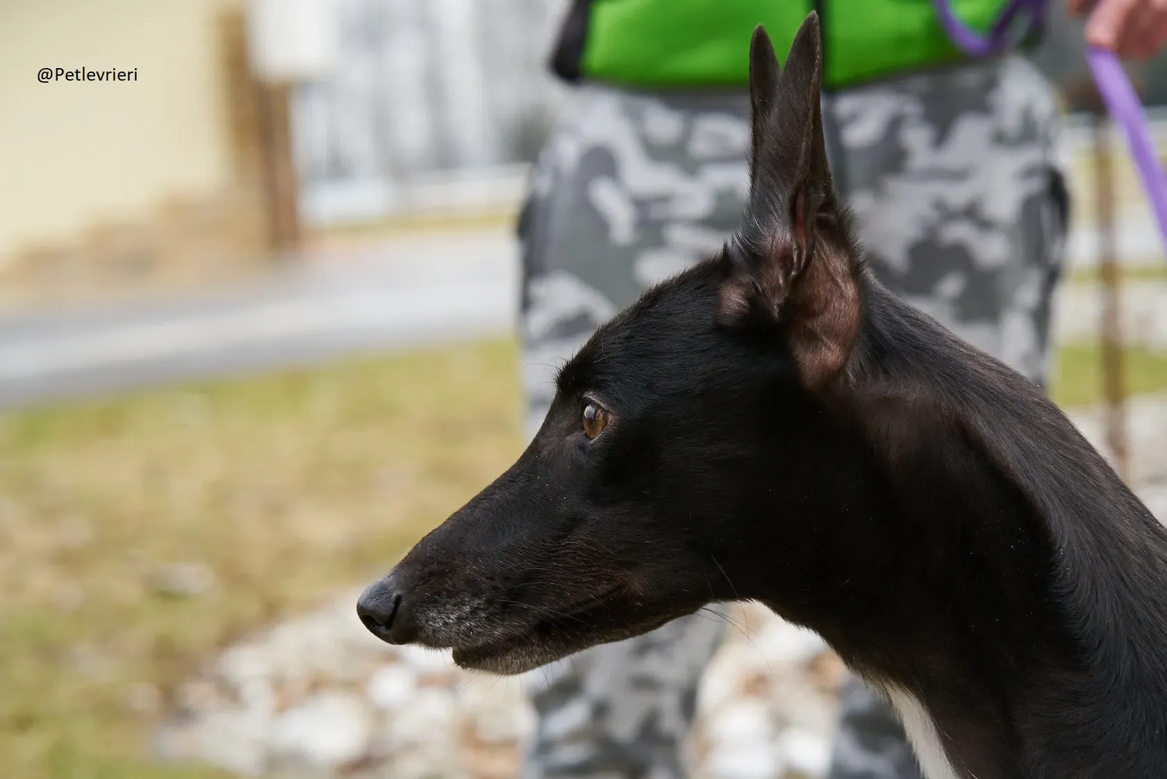 Lyn Greyhound Adozione Levrieri Macao 4