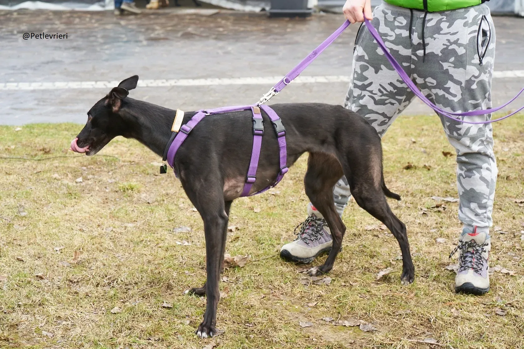 Lyn Greyhound Adozione Levrieri Macao 5