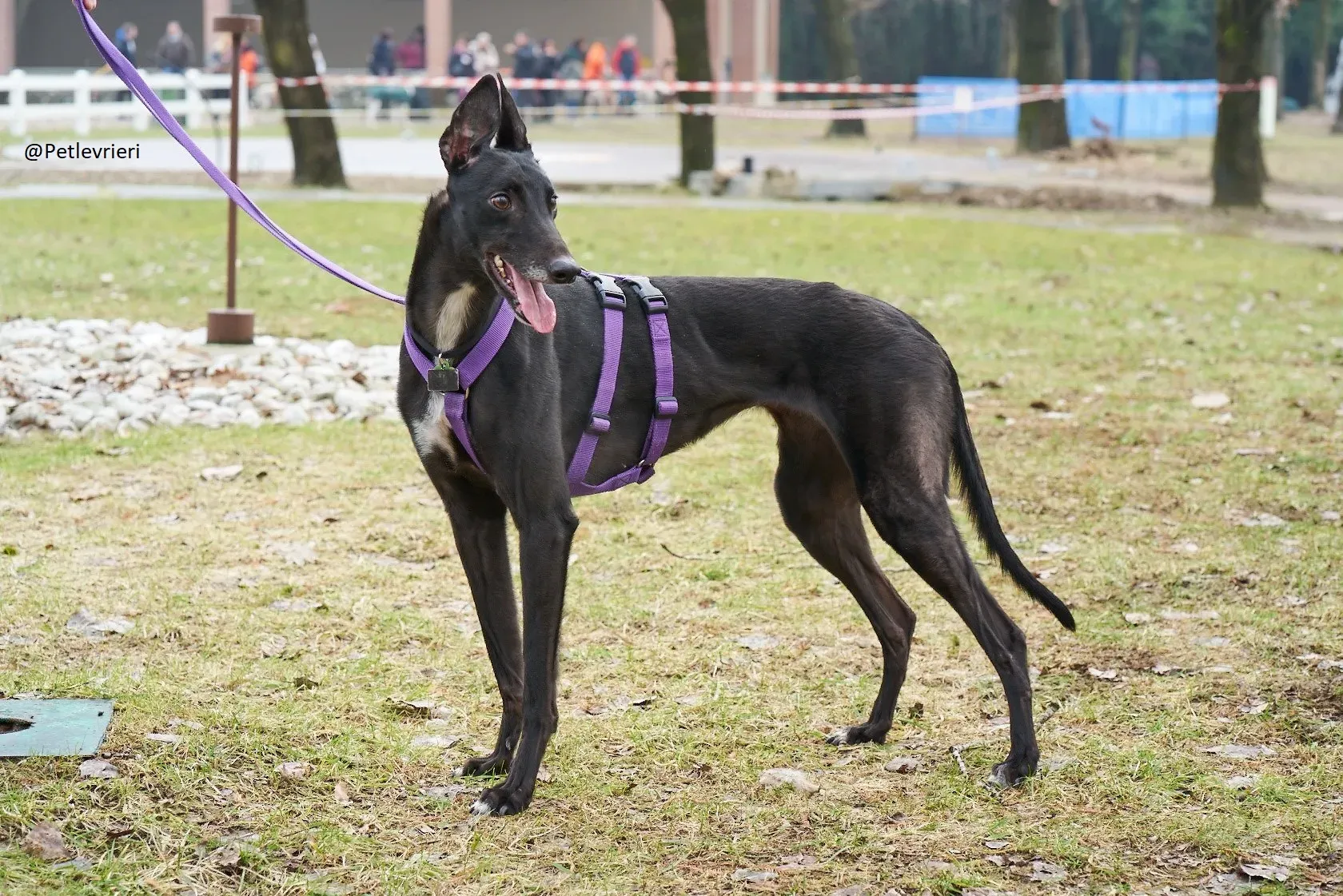 Lyn Greyhound Adozione Levrieri Macao 7
