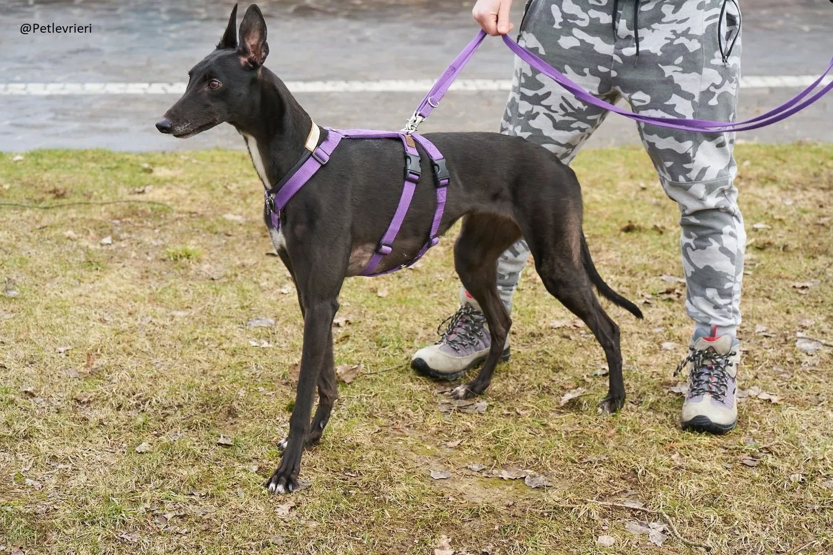 Lyn Greyhound Adozione Levrieri Macao 8