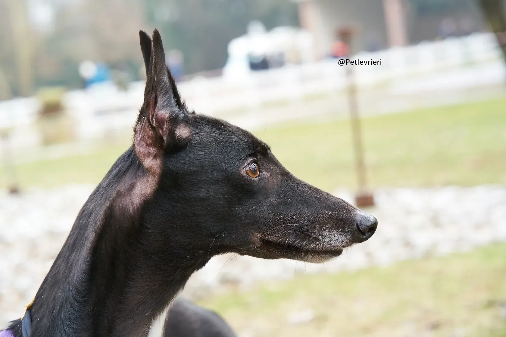 Lyn Greyhound Adozione Levrieri Macao 9