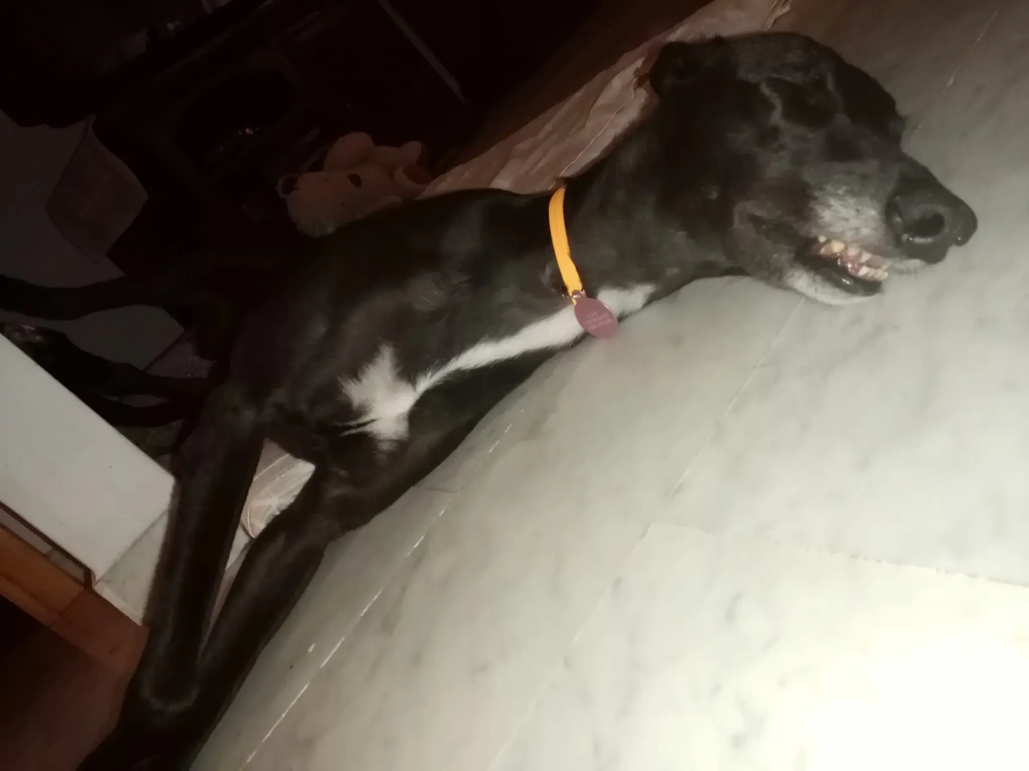 Lyn Greyhound di Macau Felice a casa 1