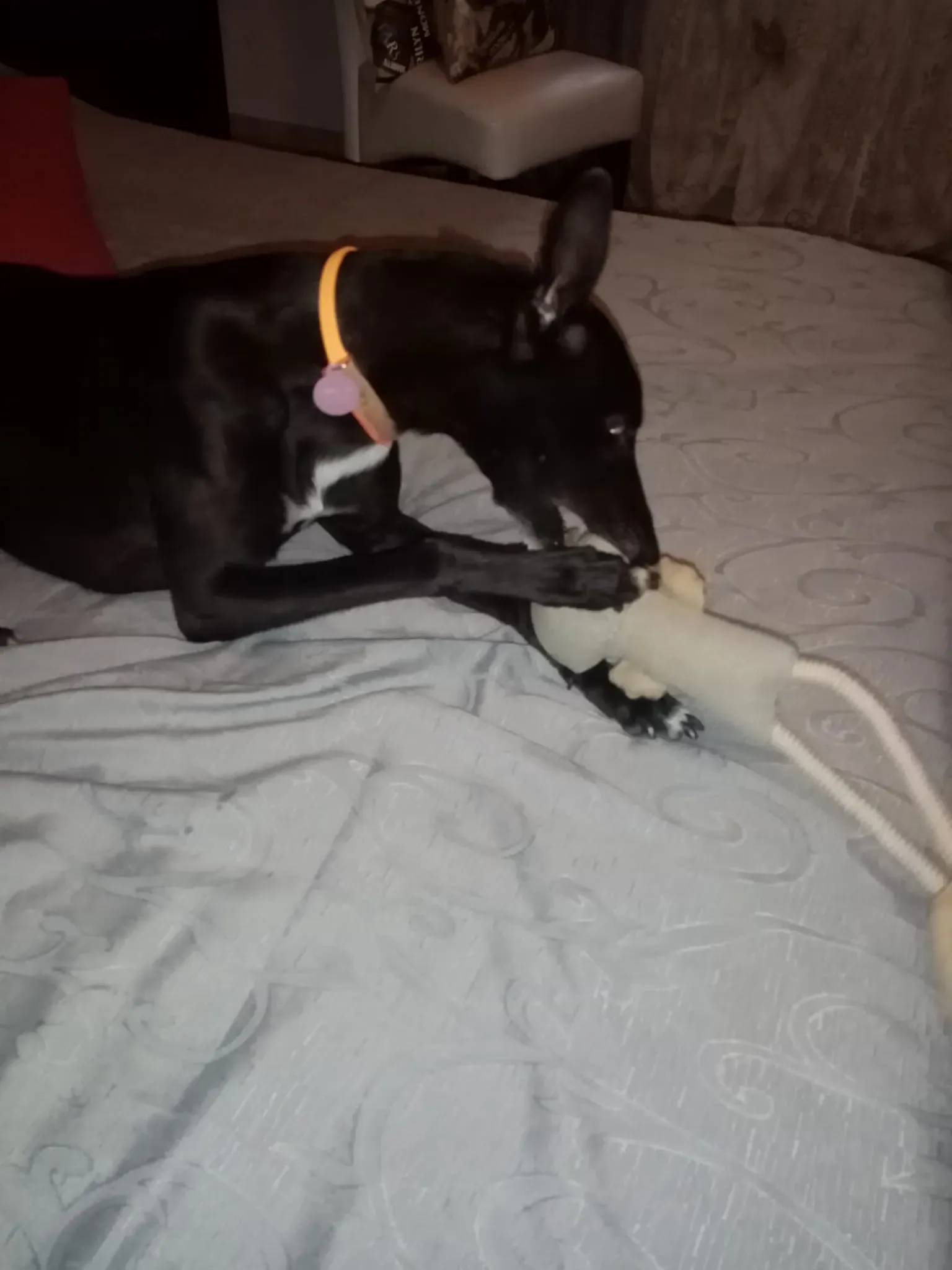 Lyn Greyhound di Macau Felice a casa 10