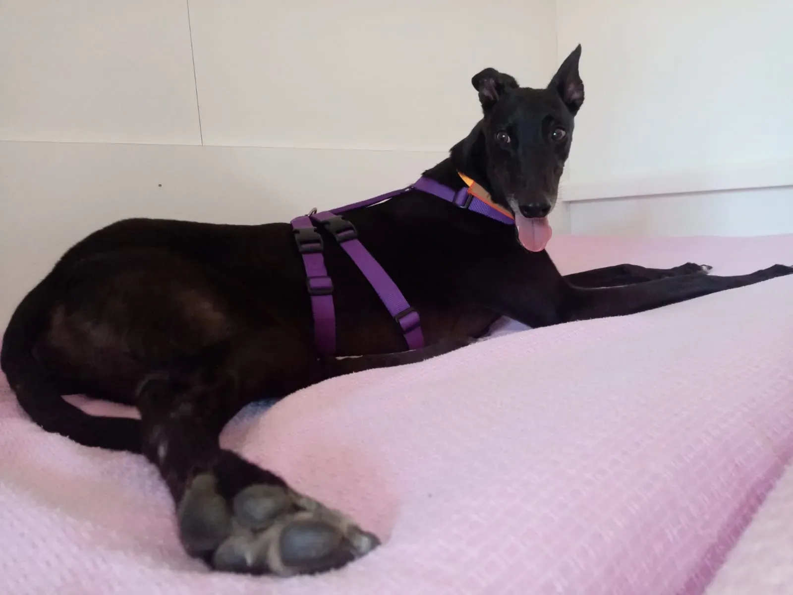 Lyn Greyhound di Macau Felice a casa 11