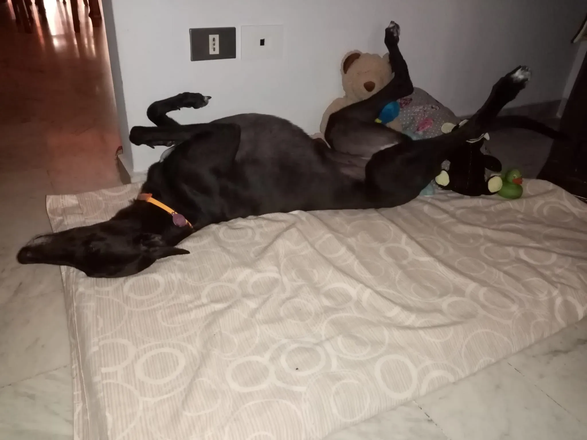 Lyn Greyhound di Macau Felice a casa 2