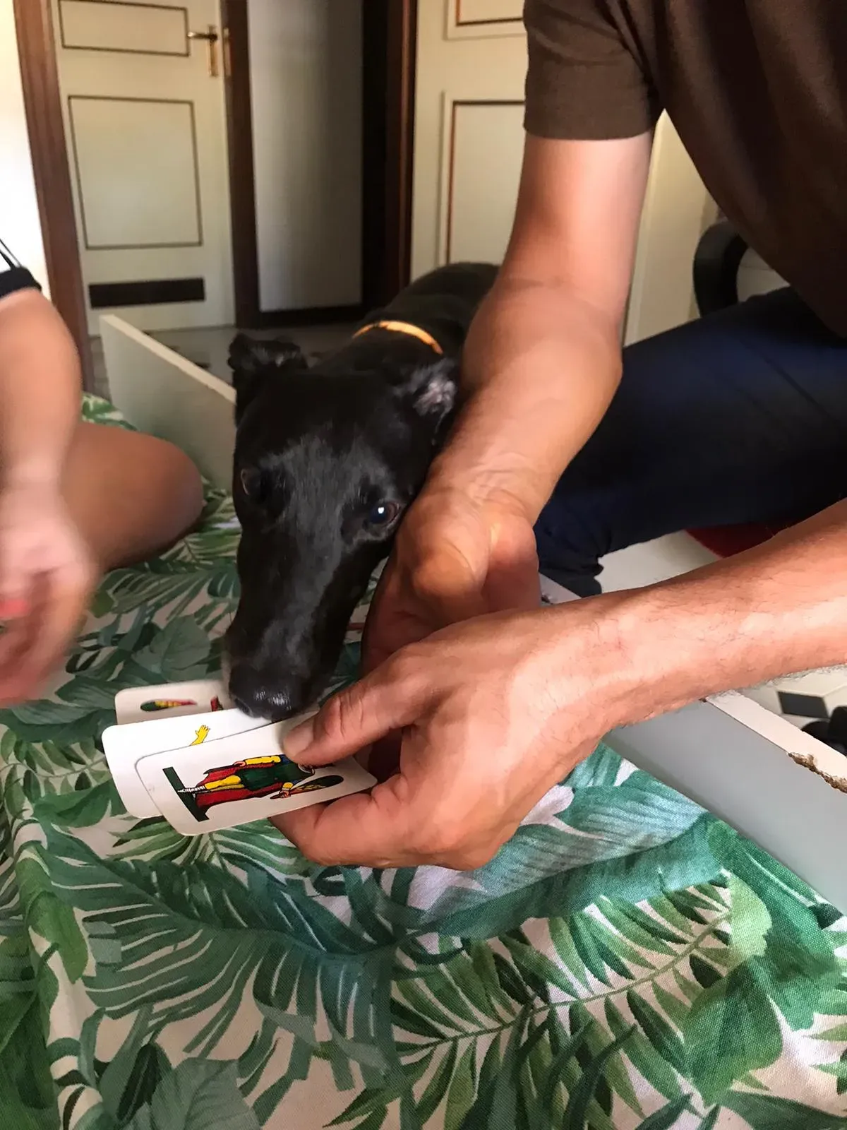 Lyn Greyhound di Macau Felice a casa 3